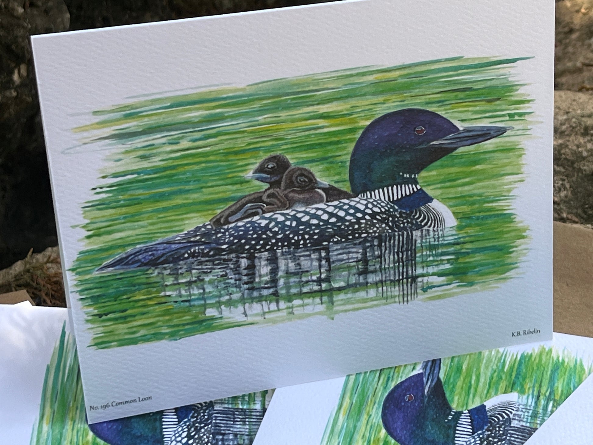 Common Loon - Bird Art by KB - Notecard