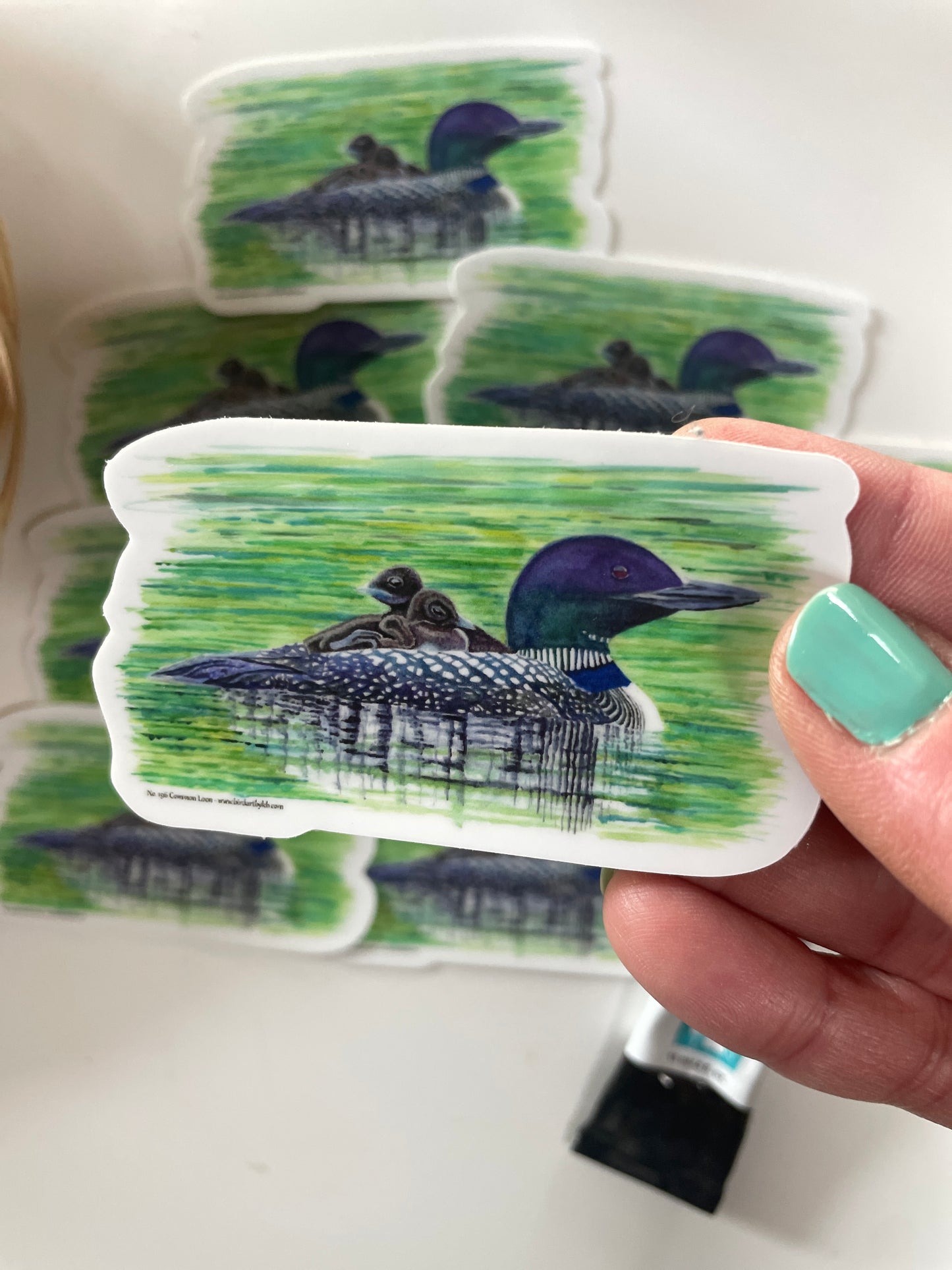 Common Loon - Bird Art by KB - Sticker