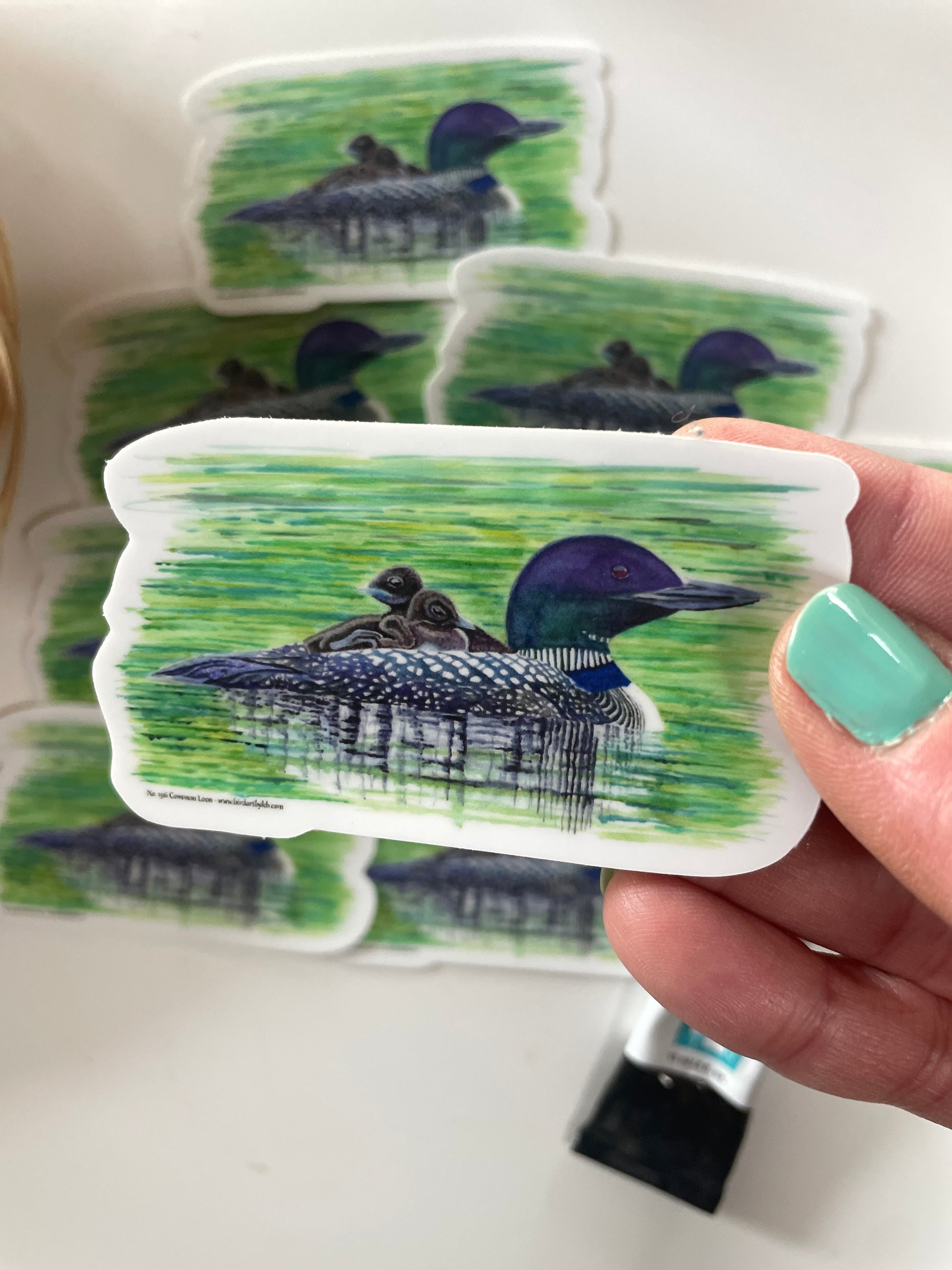 Common Loon - Bird Art by KB - Sticker