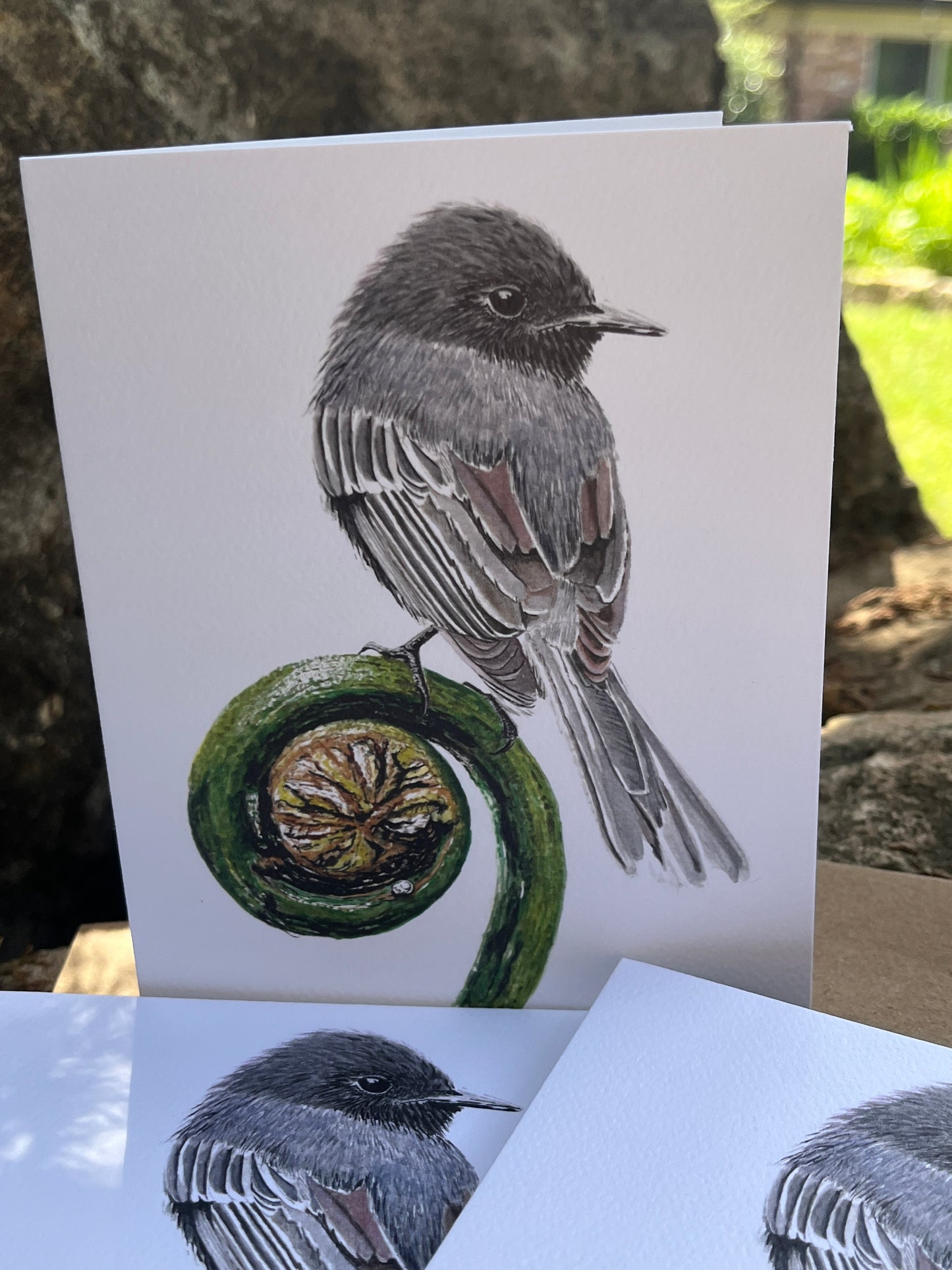 Black Phoebe - Bird Art by KB - Notecard