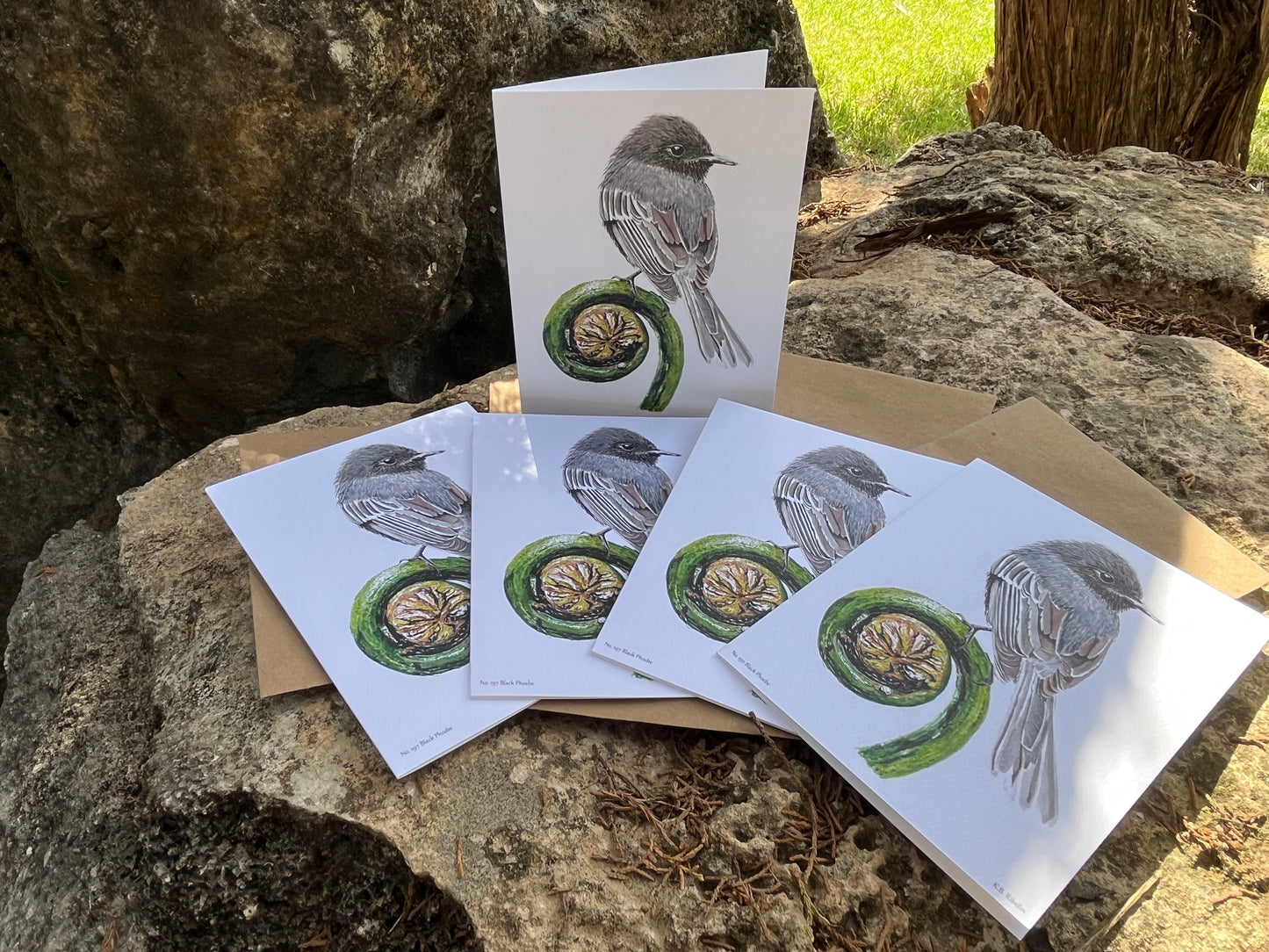 Black Phoebe - Bird Art by KB - Notecard Set