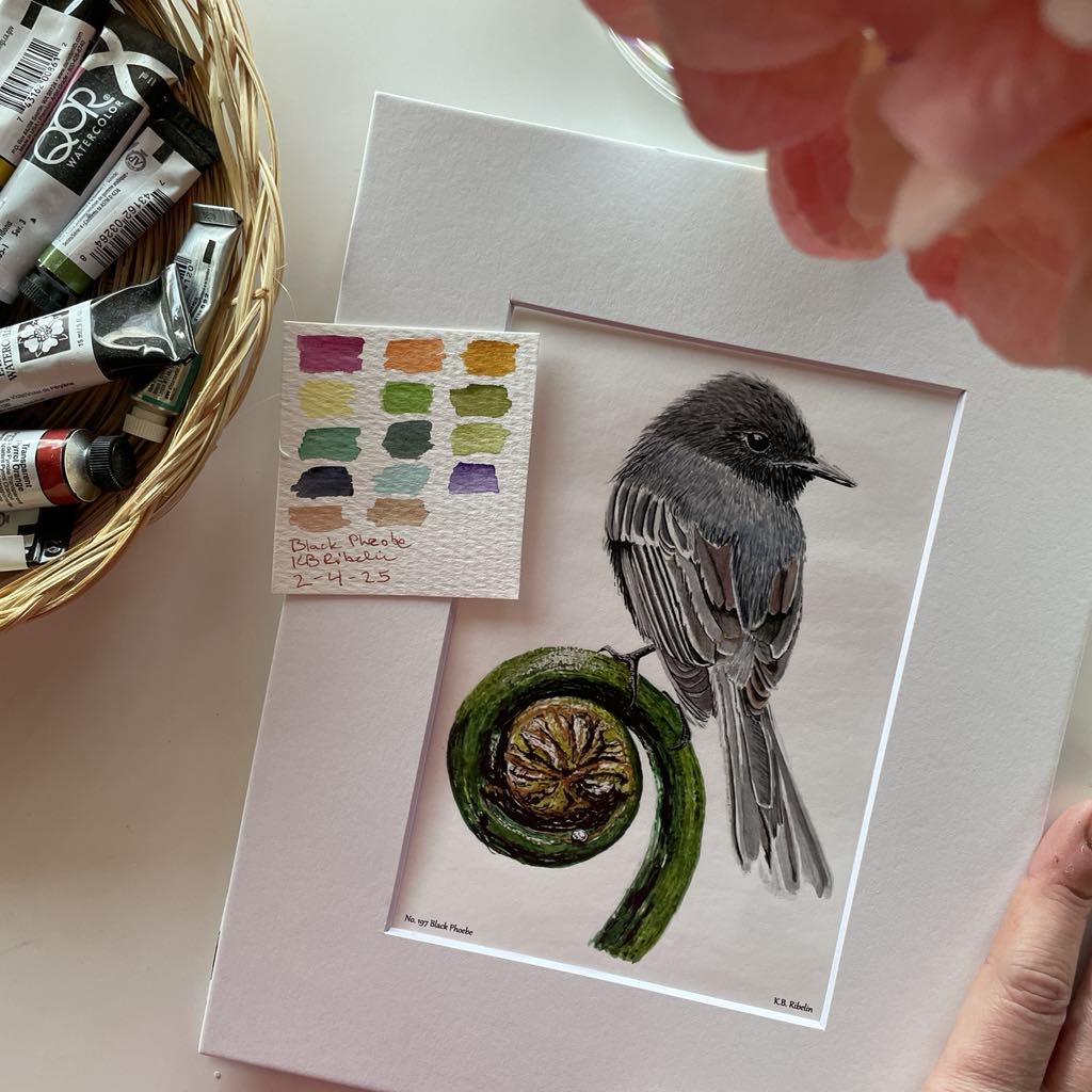 Black Phoebe - Bird Art by KB - Giclee Print with White Mat