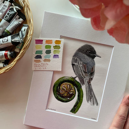 Black Phoebe - Bird Art by KB - Giclee Print with White Mat