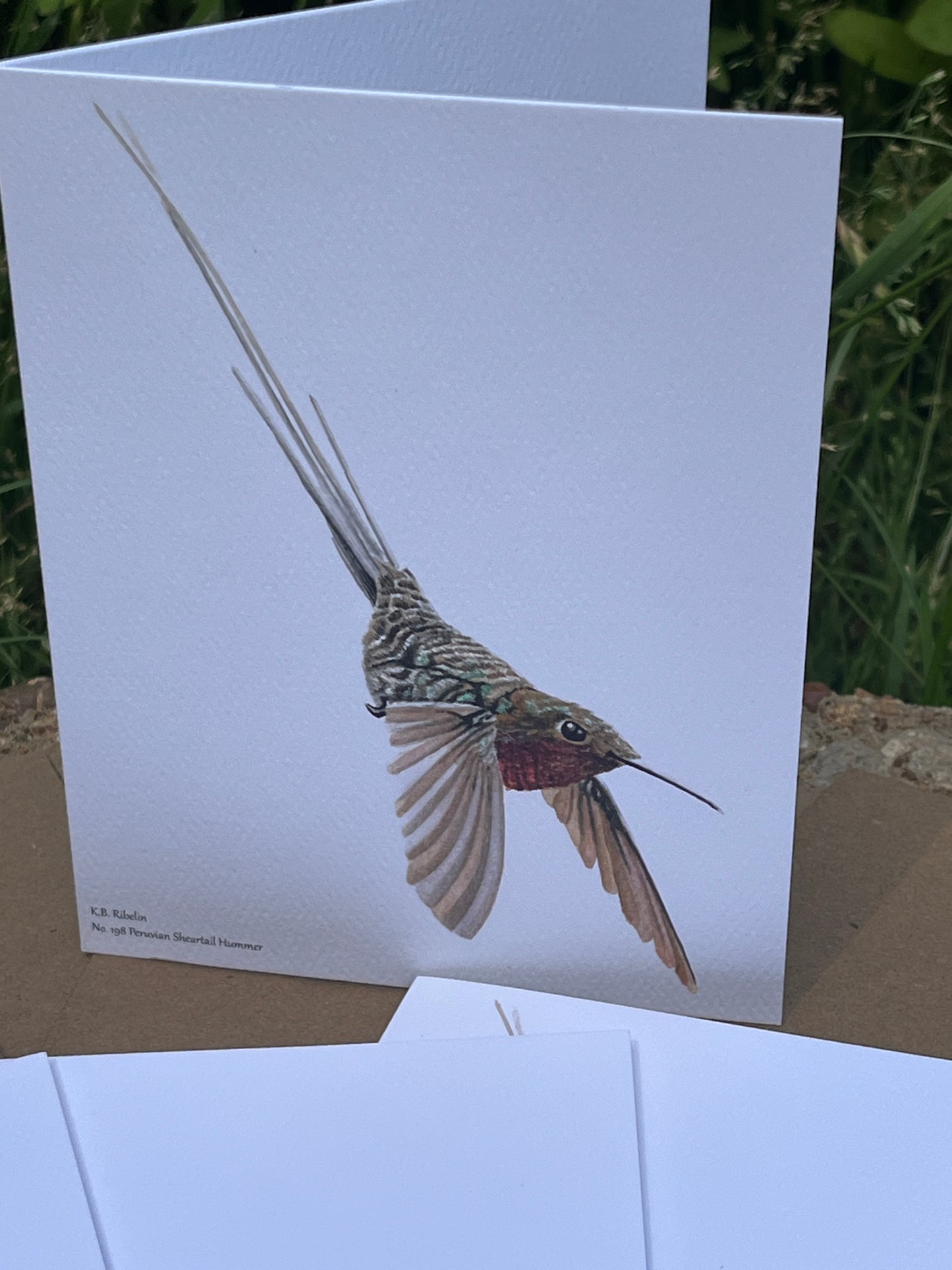 Peruvian Sheertail Hummingbird - Bird Art by KB - Notecard