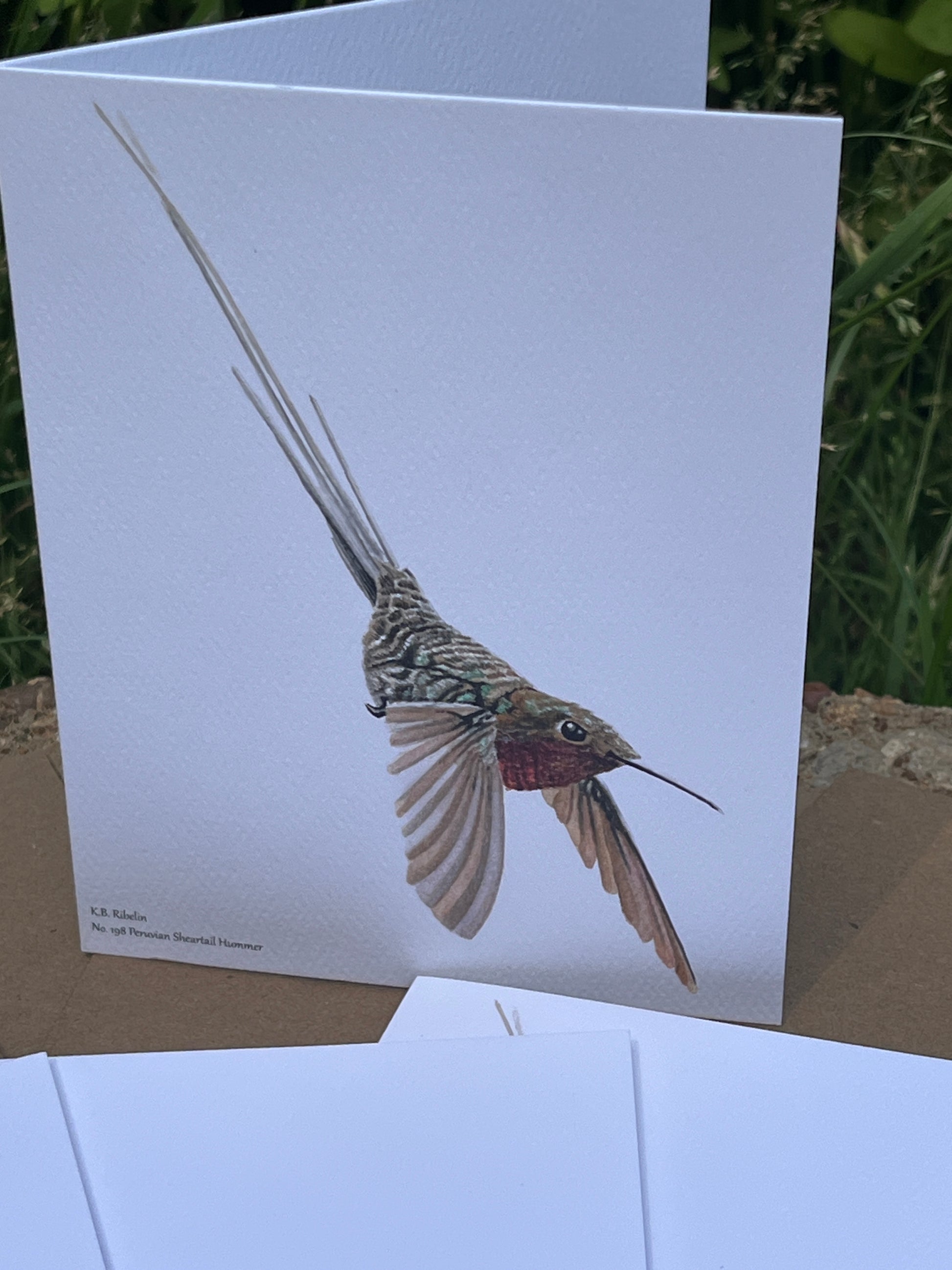 Peruvian Sheertail Hummingbird - Bird Art by KB - Notecard