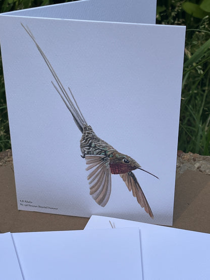 Peruvian Sheertail Hummingbird - Bird Art by KB - Notecard