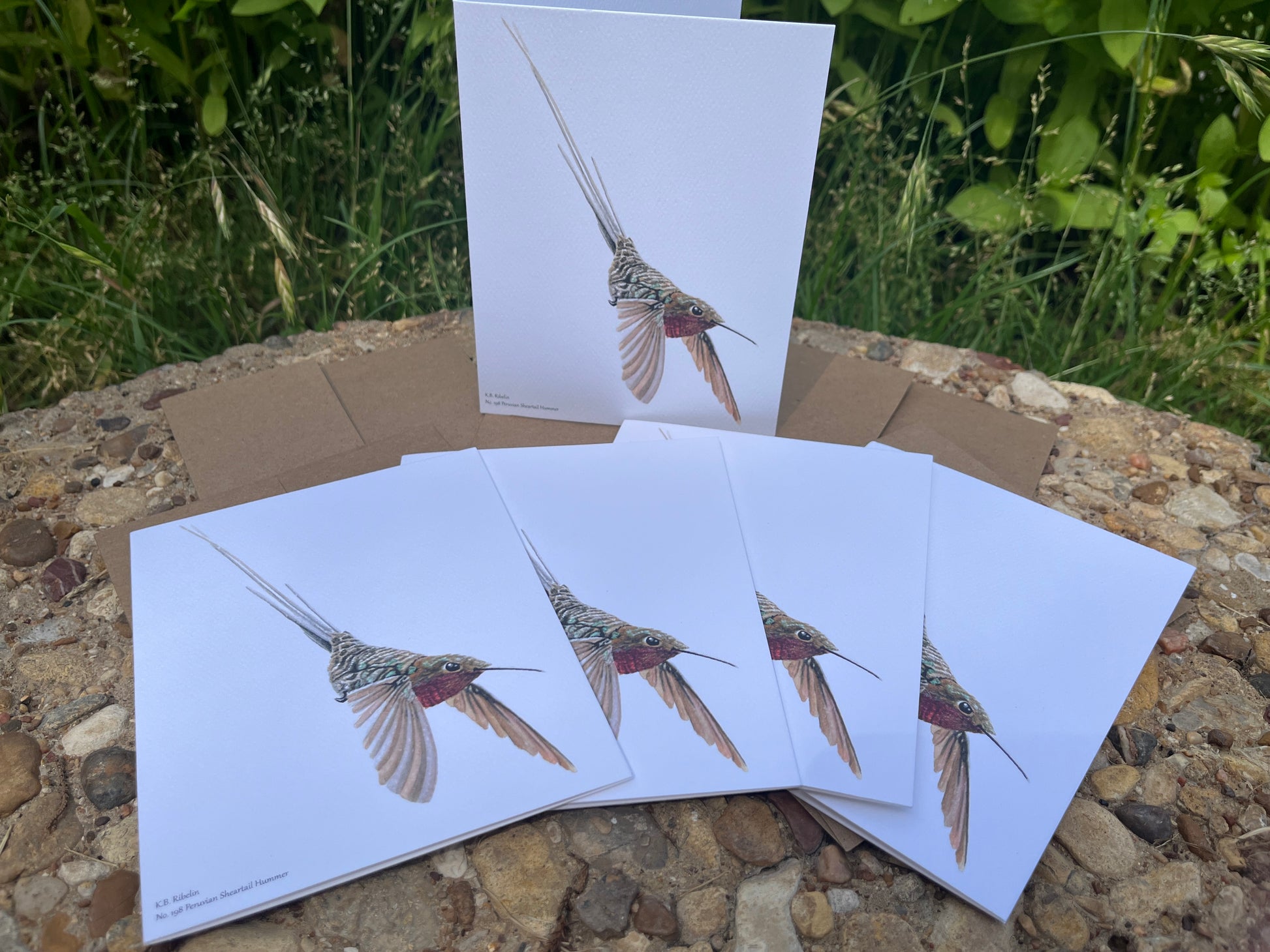 Peruvian Sheertail Hummingbird - Bird Art by KB - Notecard Set