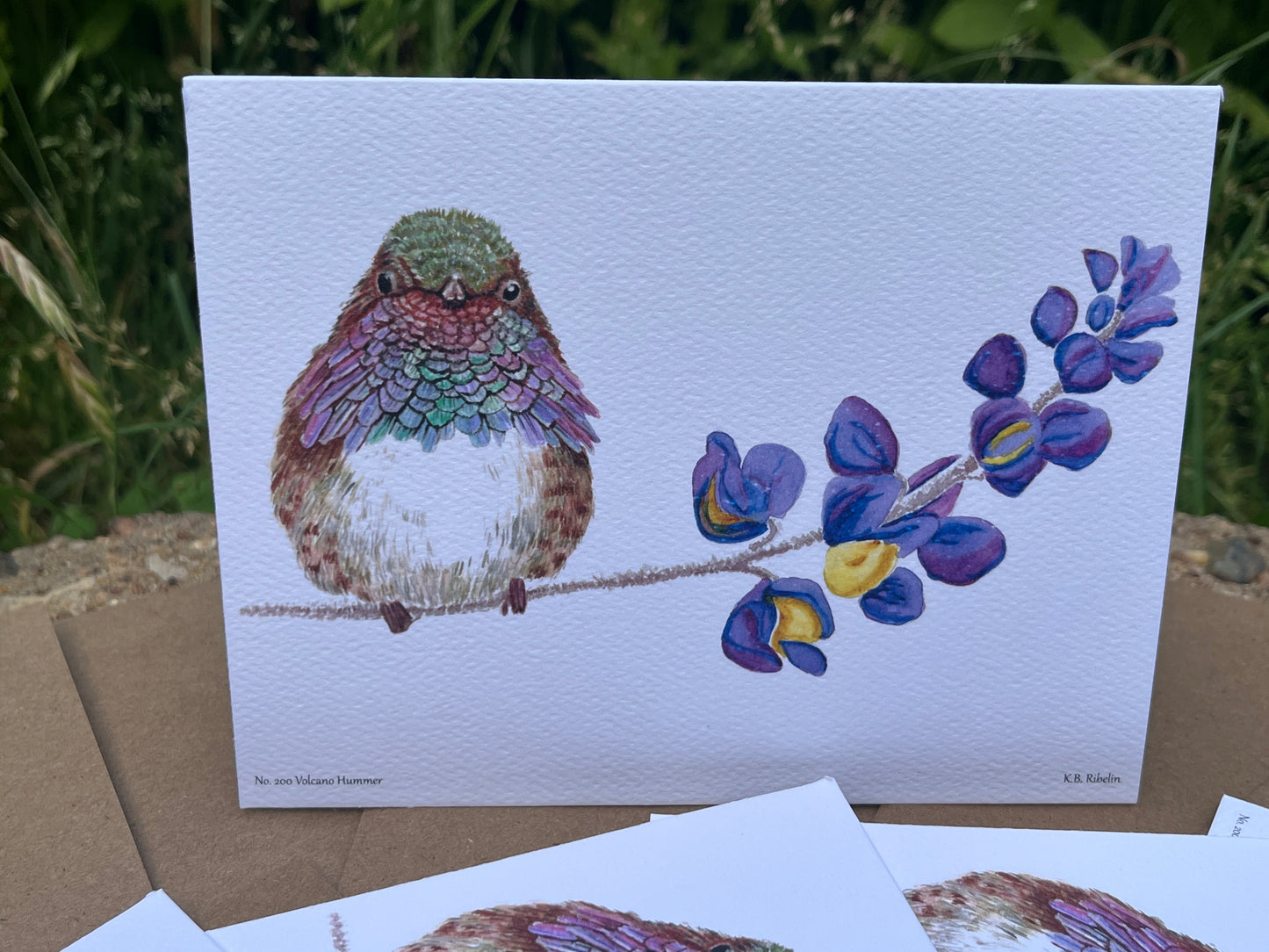 Volcano Hummingbird - Bird Art by KB - Notecard