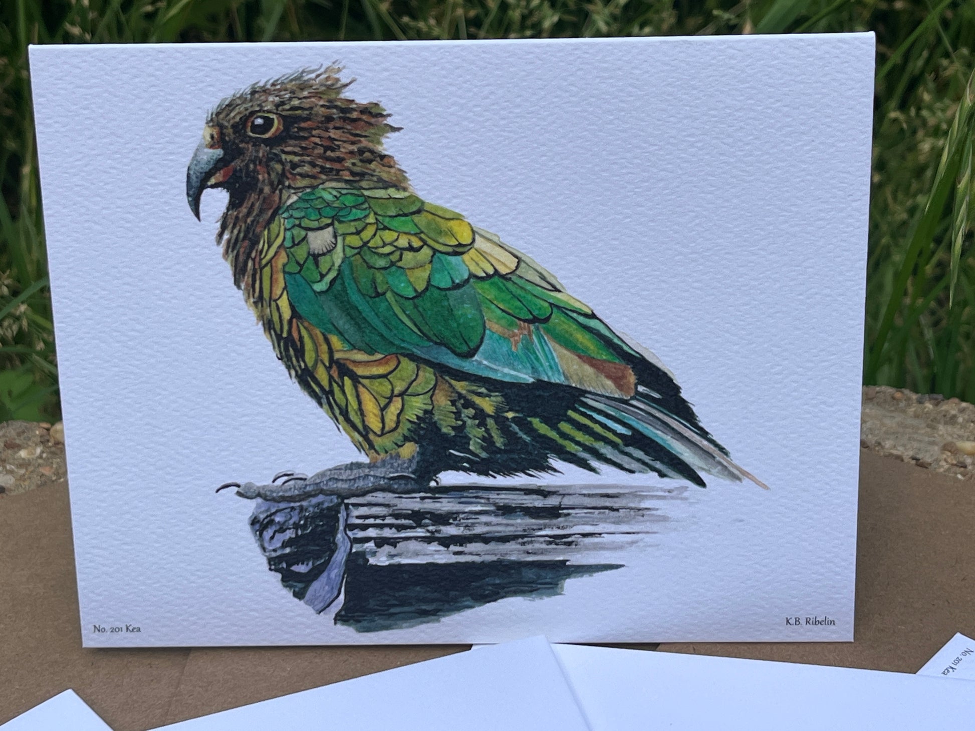 Kea - Bird Art by KB - Notecard