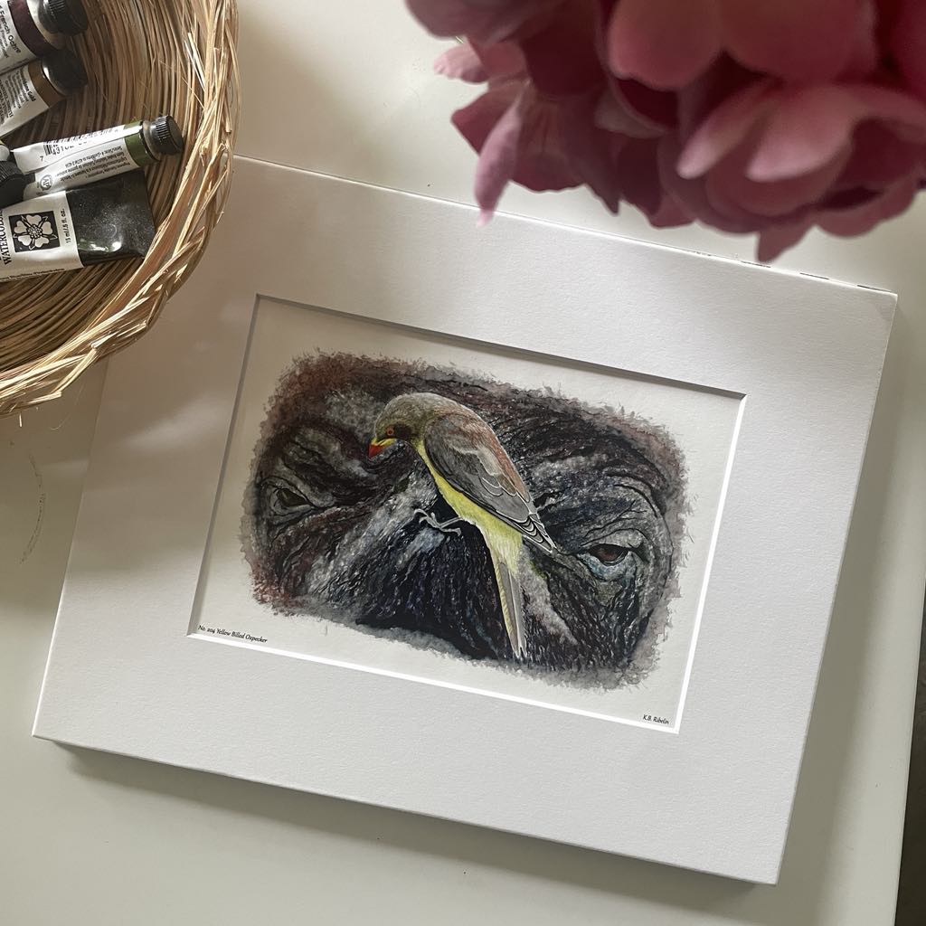 Yellow-billed Oxpecker - Bird Art by KB - Giclee Print with White Mat