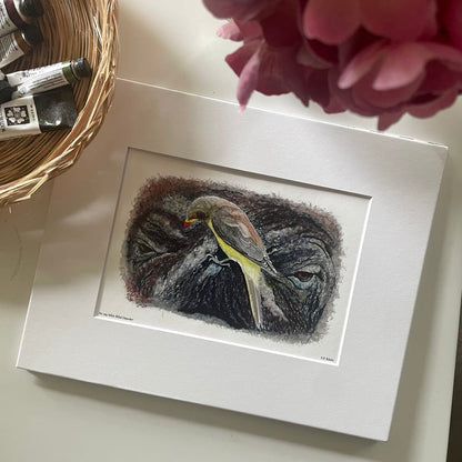 Yellow-billed Oxpecker - Bird Art by KB - Giclee Print with White Mat