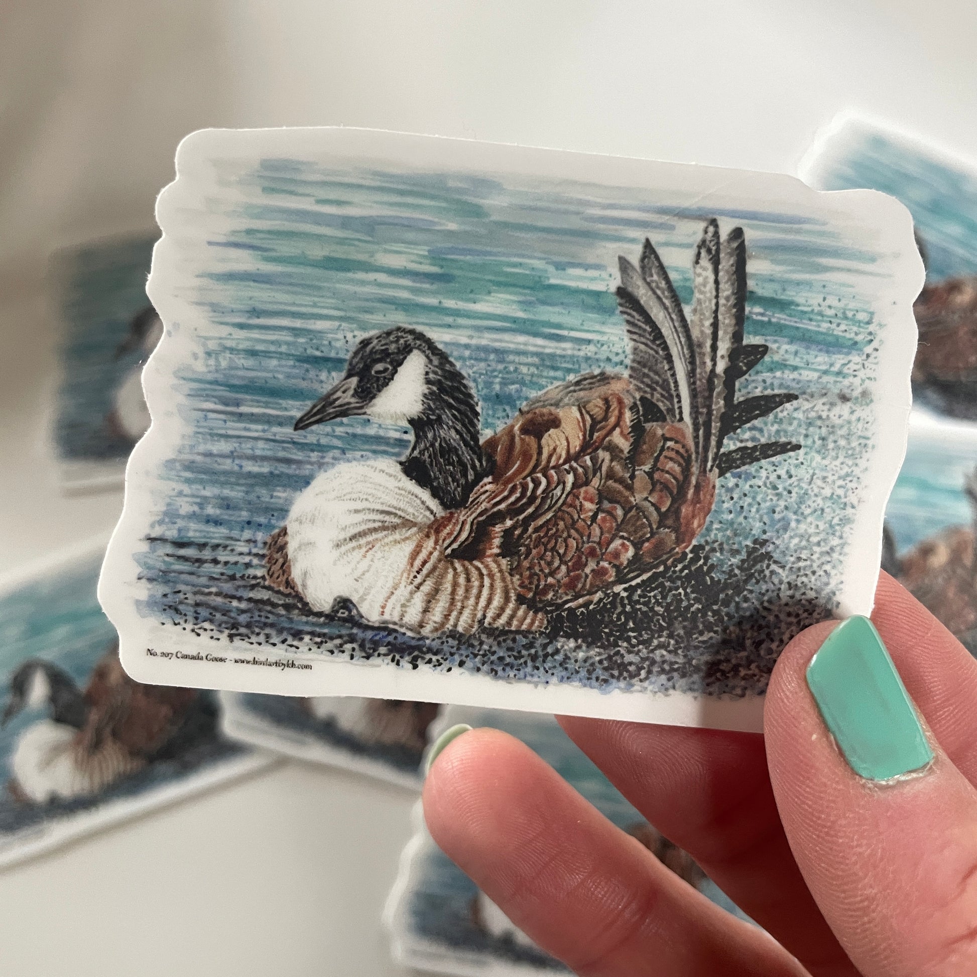Canada Goose - Bird Art by KB - Sticker