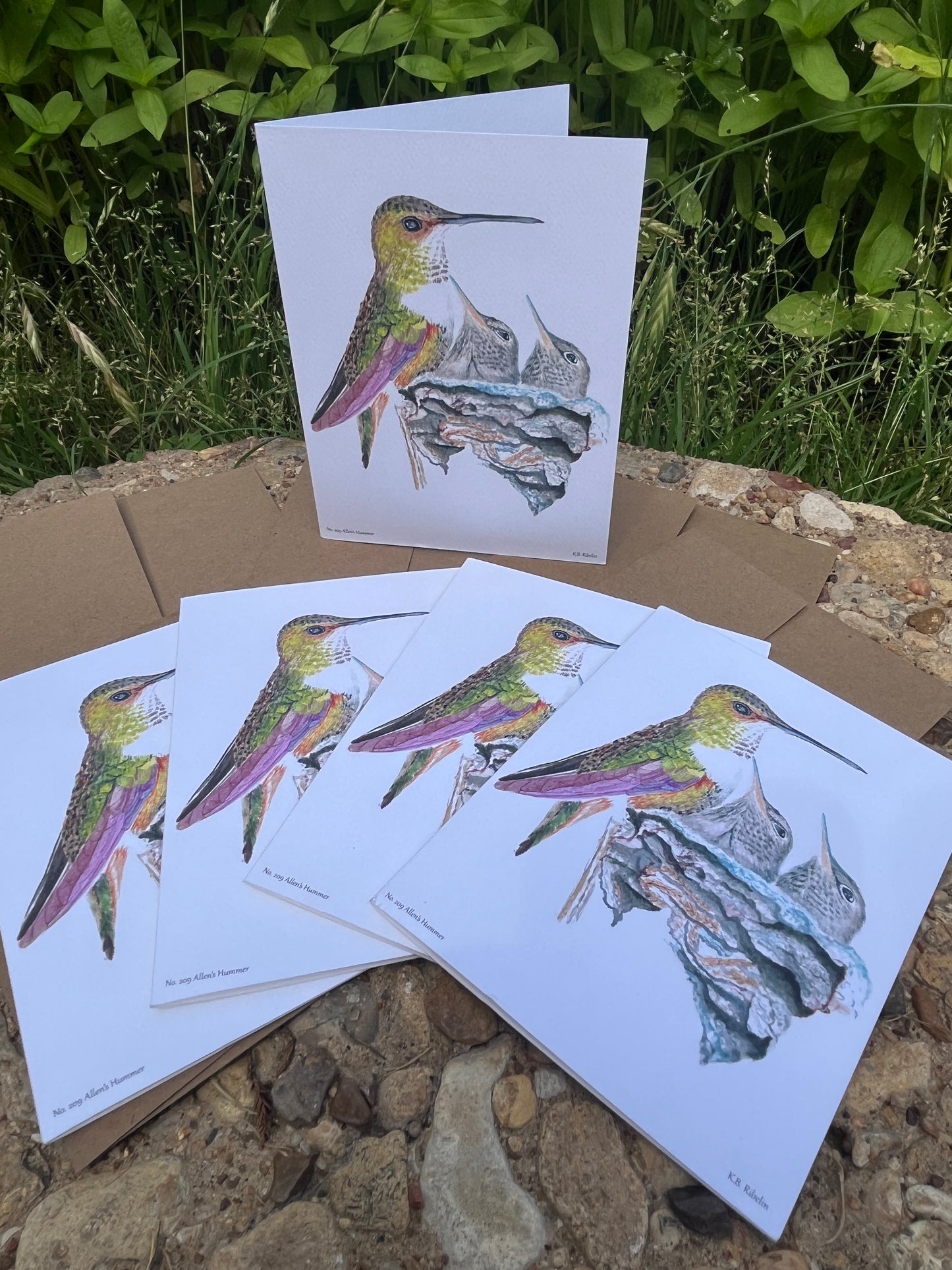 Allen's Hummingbird - Bird Art by KB - Notecard Set