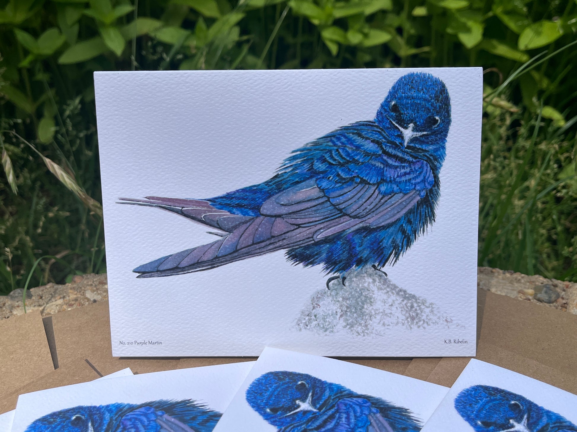 Purple Martin - Bird Art by KB - Notecard