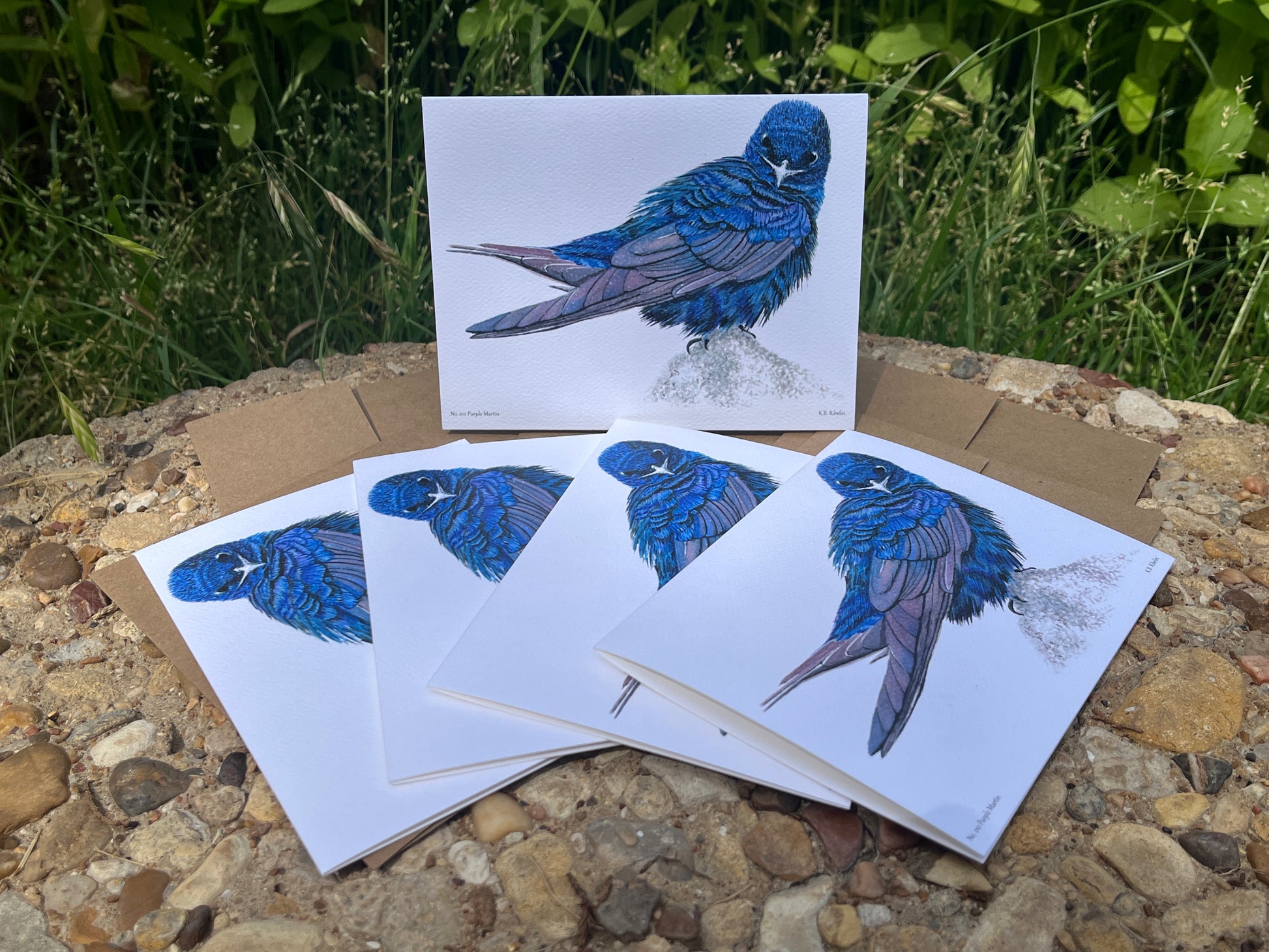 Purple Martin - Bird Art by KB - Notecard Set