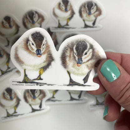 Baby Wood Ducks - Bird Art by KB - Sticker