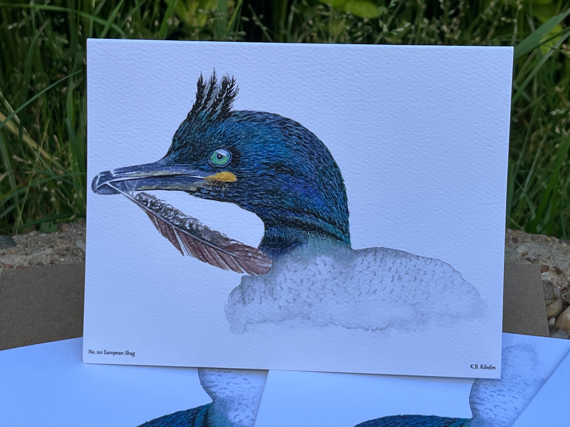 European Shag - Bird Art by KB - Notecard
