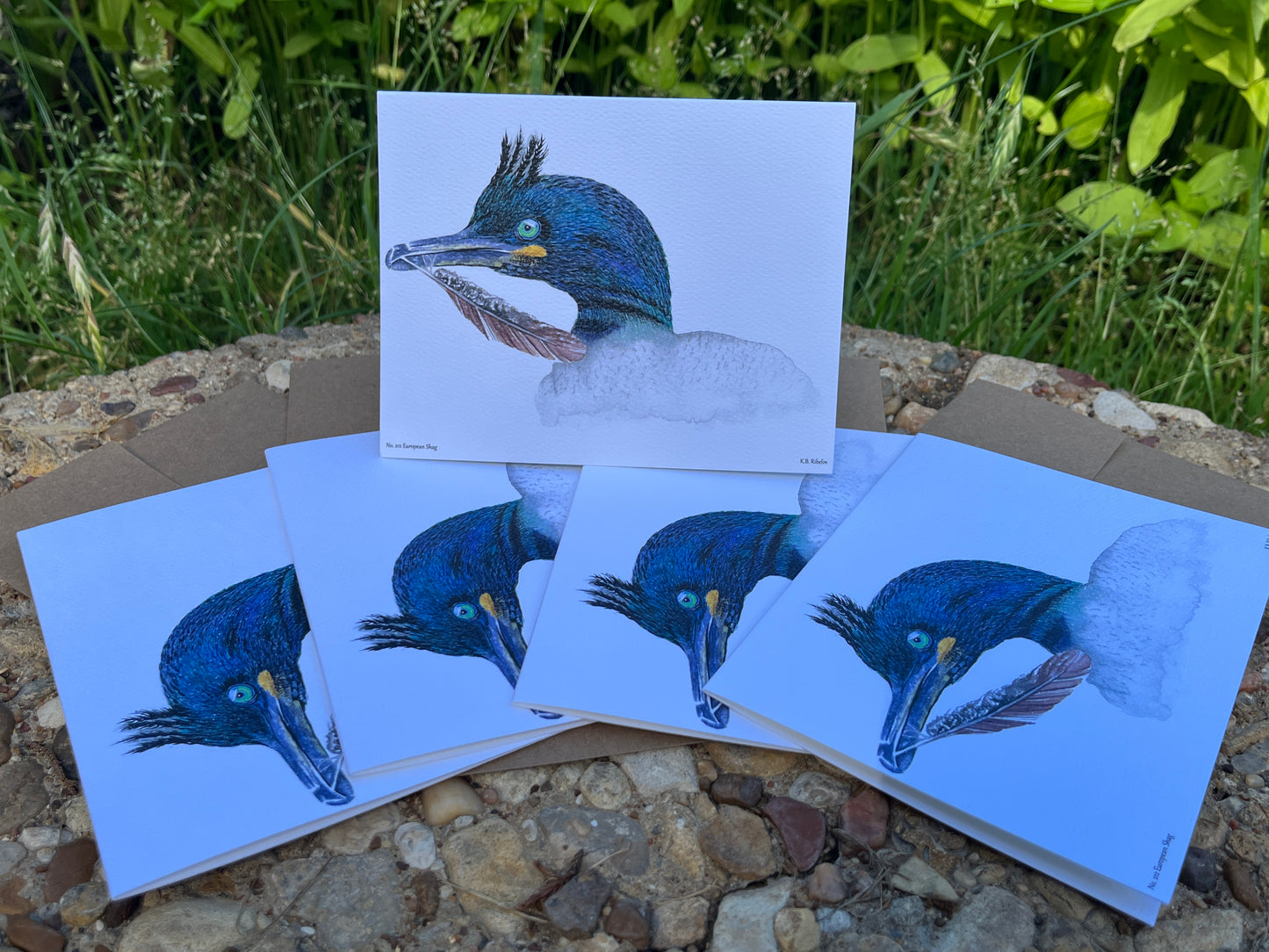 European Shag - Bird Art by KB - Notecard Set