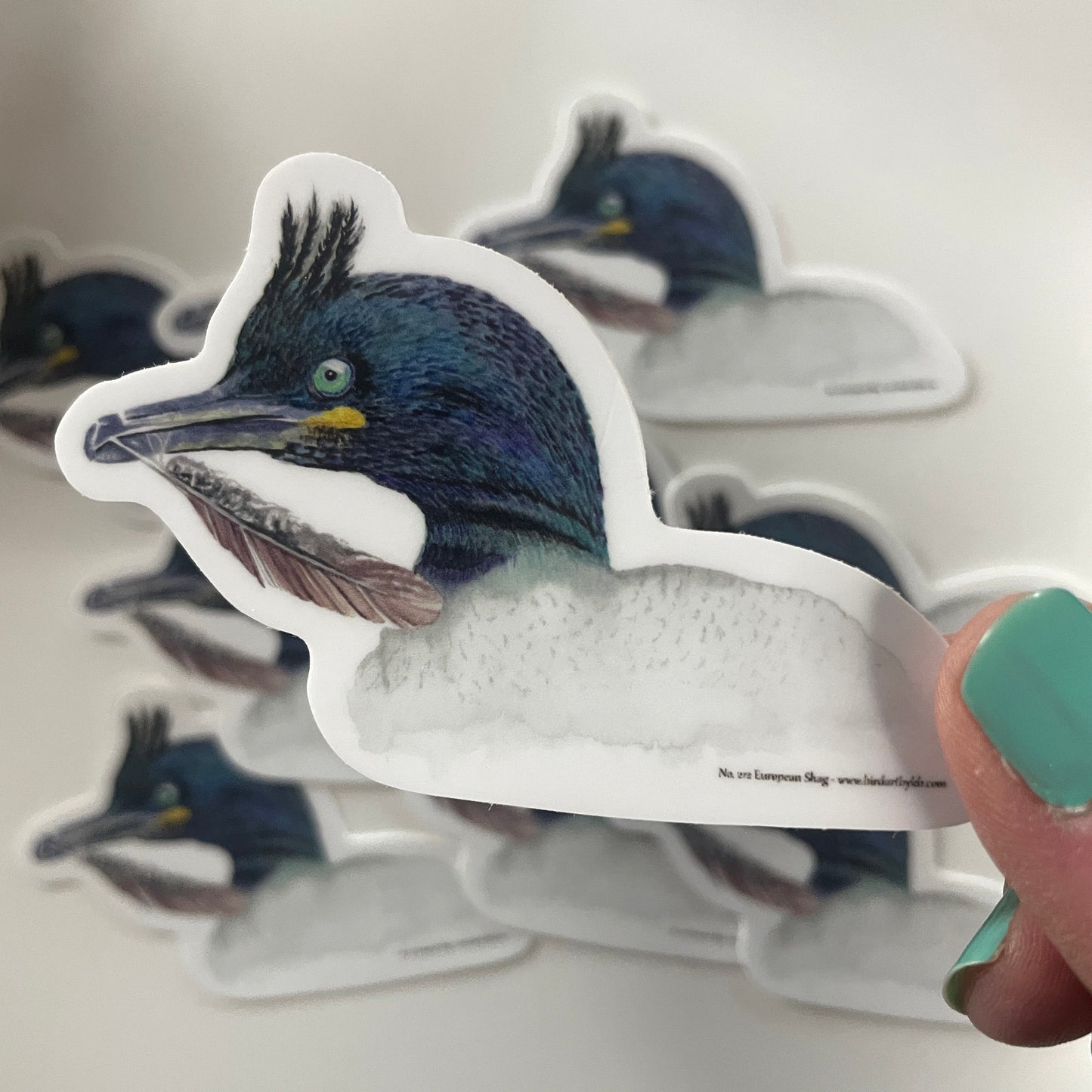 European Shag - Bird Art by KB - Sticker