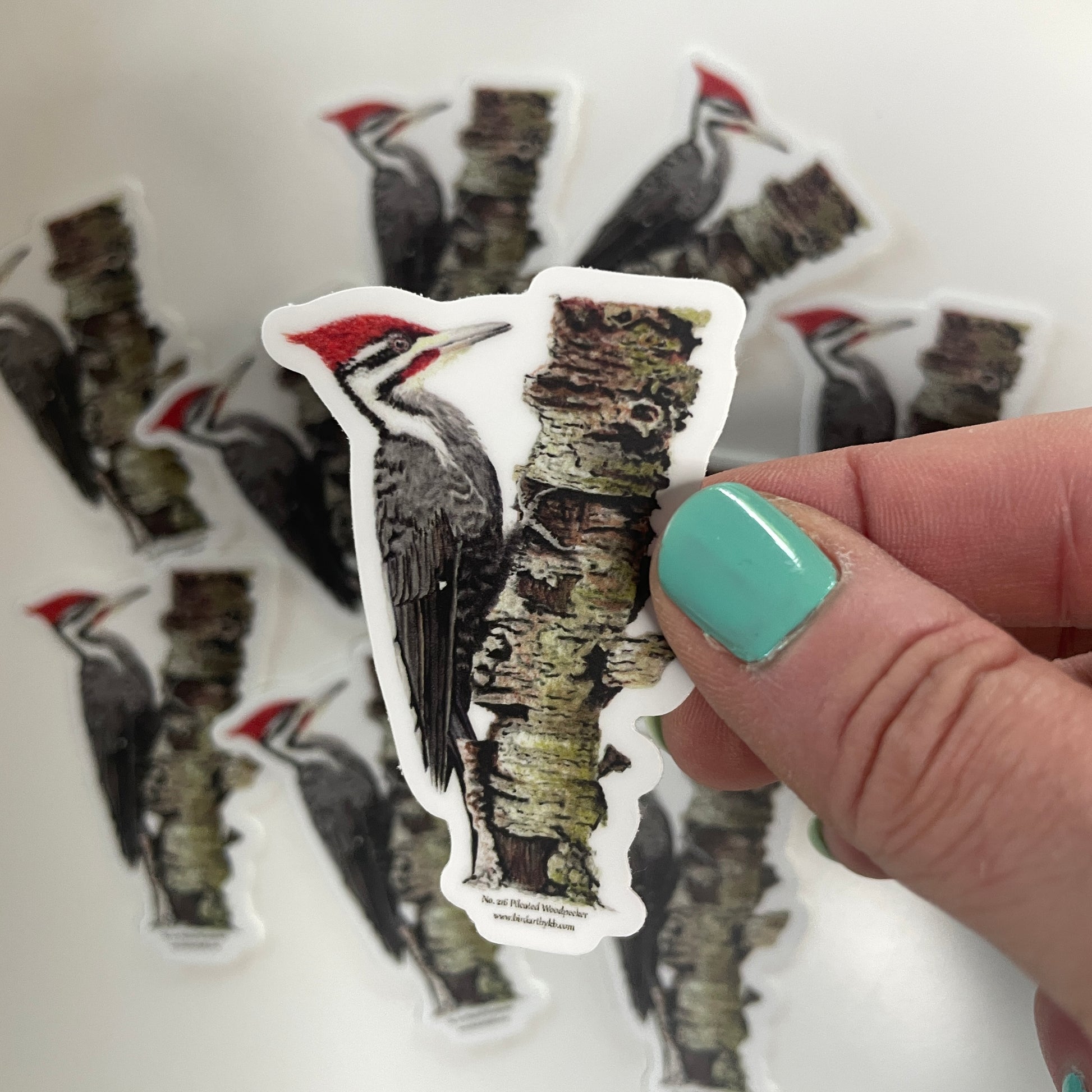Pileated Woodpecker - Bird Art by KB - Sticker