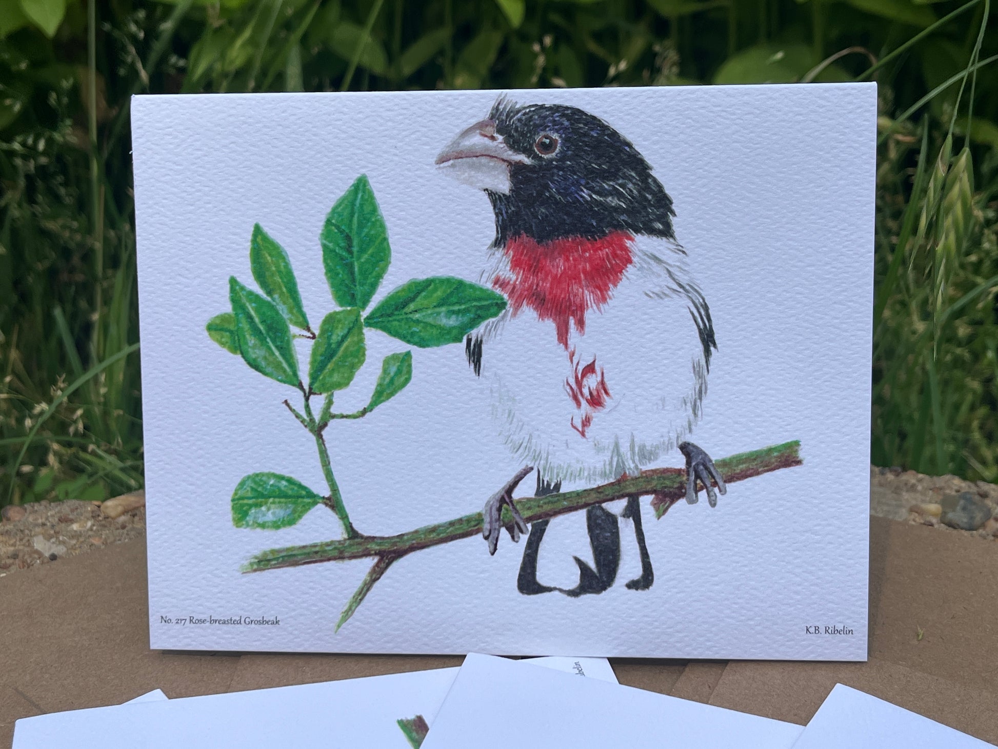 Rose-breasted Grosbeak - Bird Art by KB - Notecard