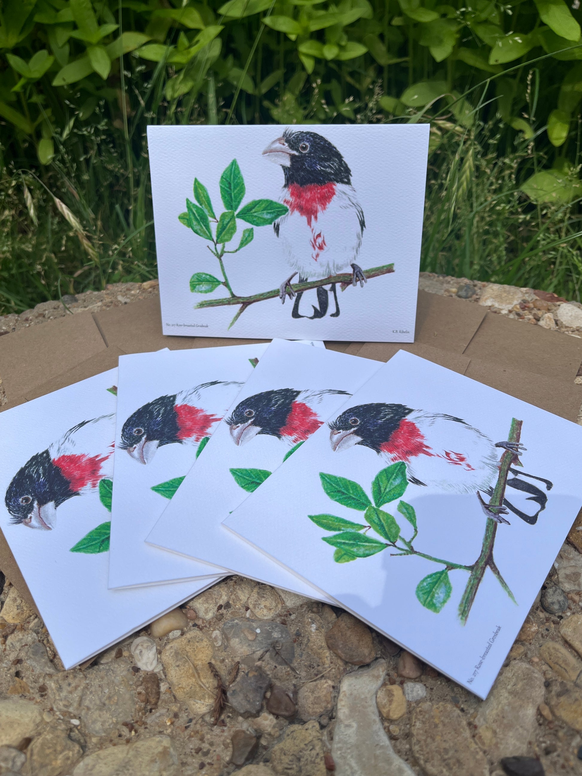 Rose-breasted Grosbeak - Bird Art by KB - Notecard Set
