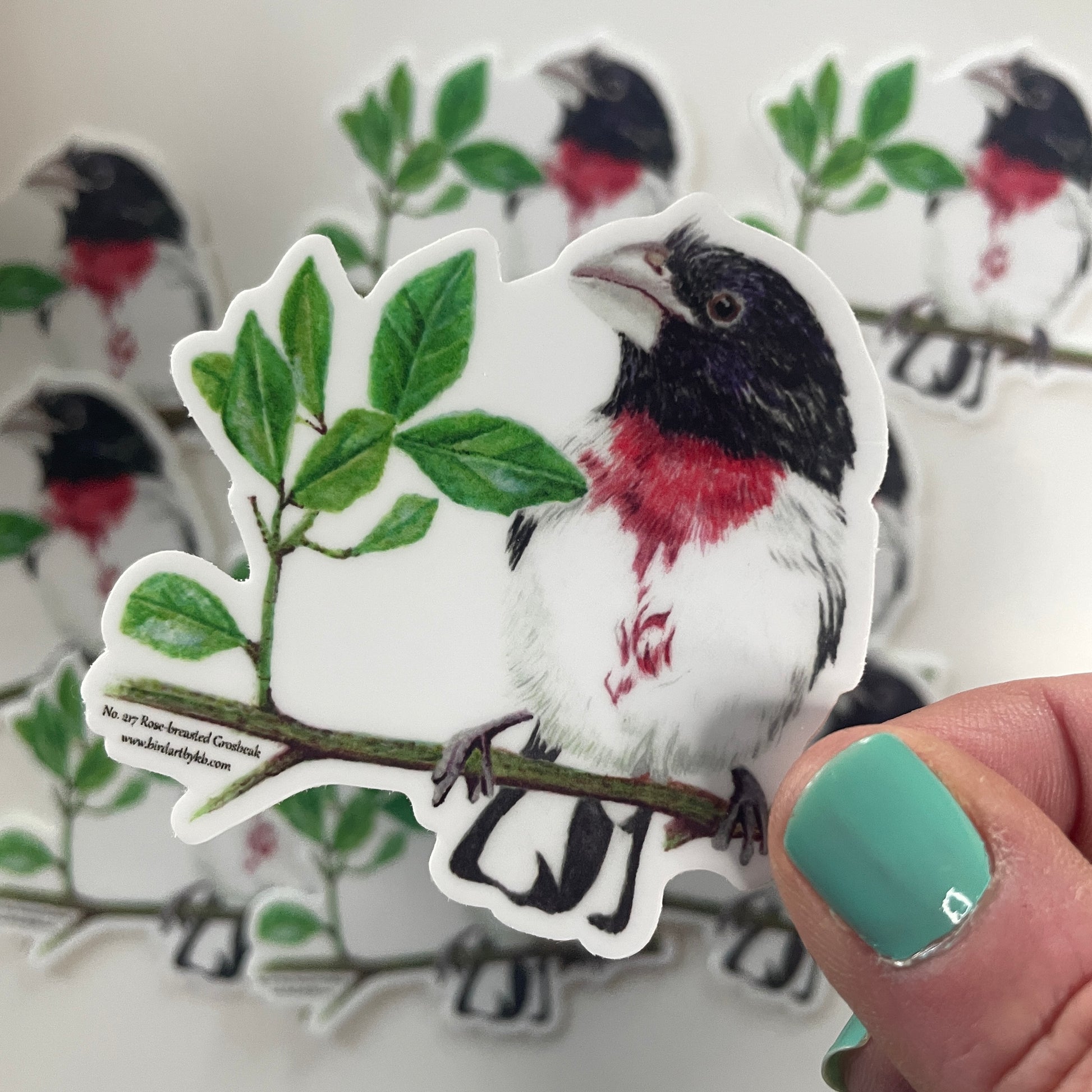 Rose-breasted Grosbeak - Bird Art by KB - Sticker