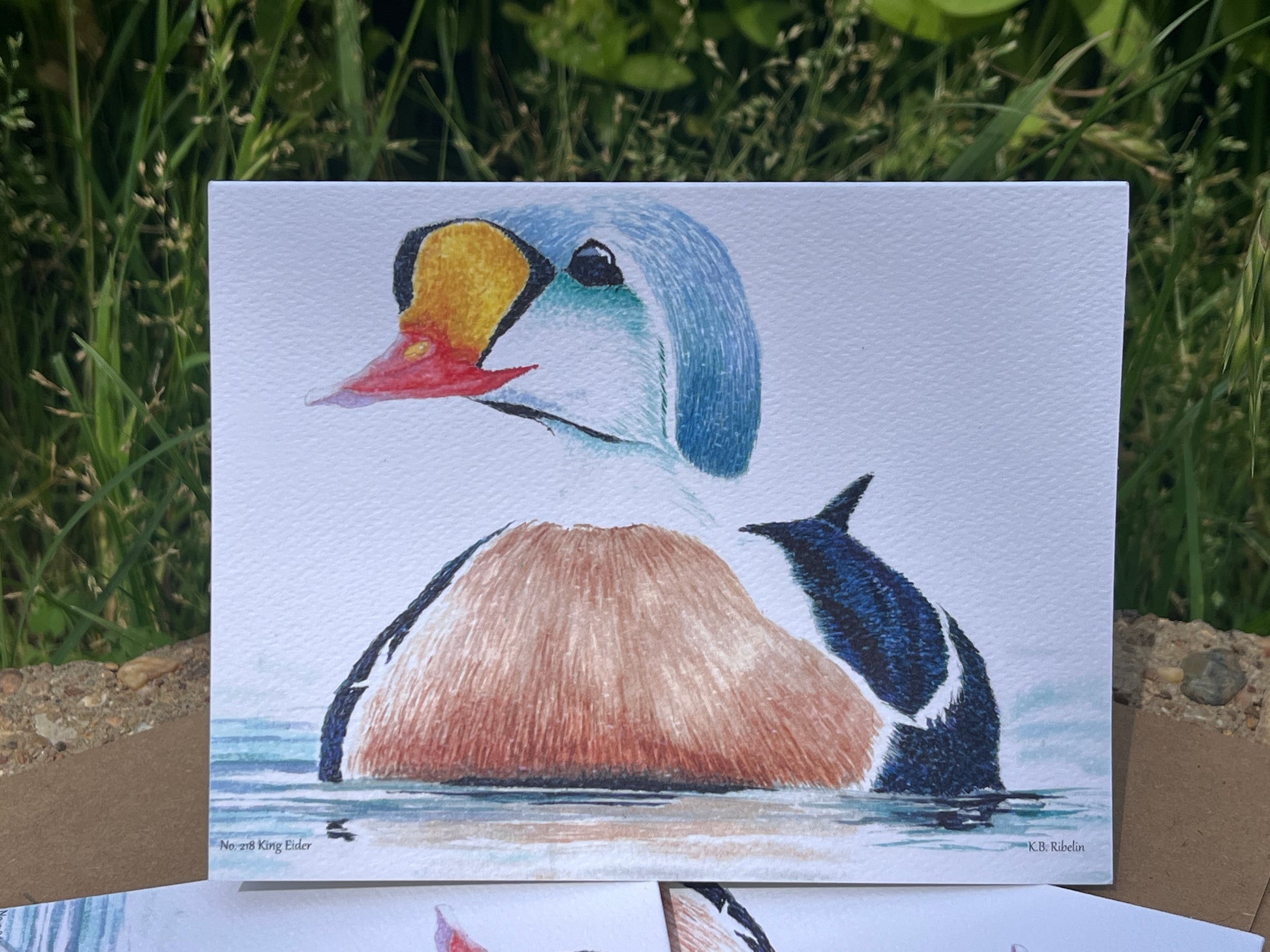 King Eider - Bird Art by KB - Notecard
