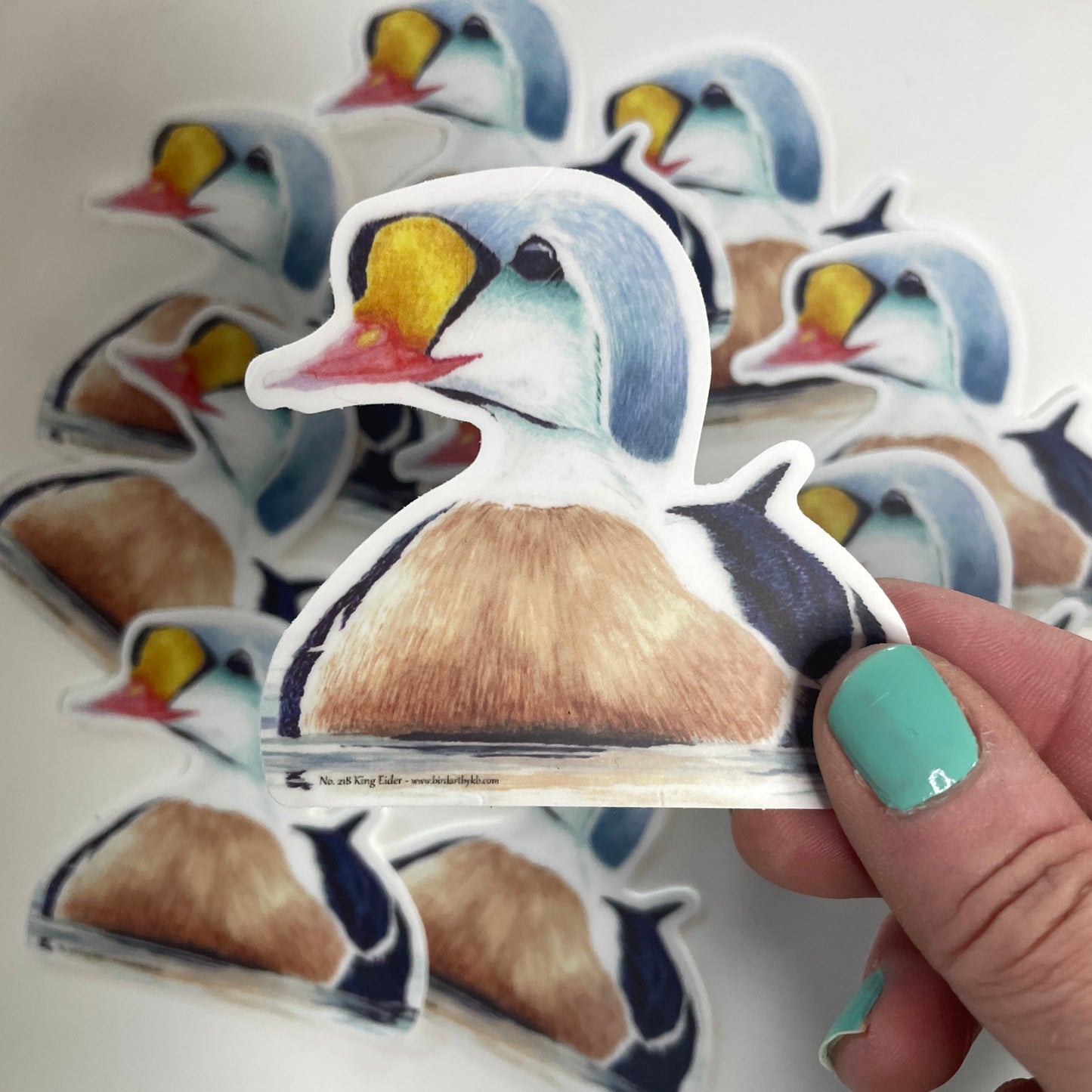 King Eider - Bird Art by KB - Sticker