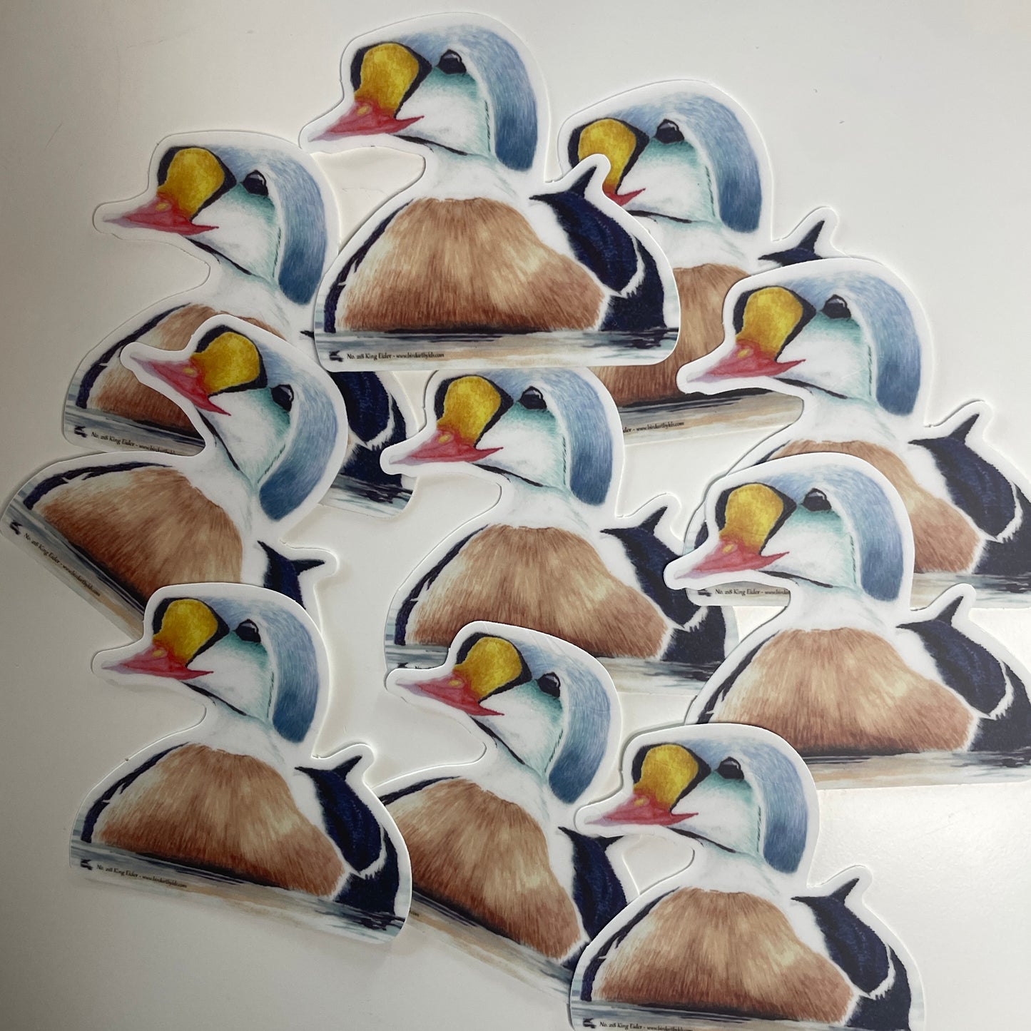 King Eider - Bird Art by KB - Sticker