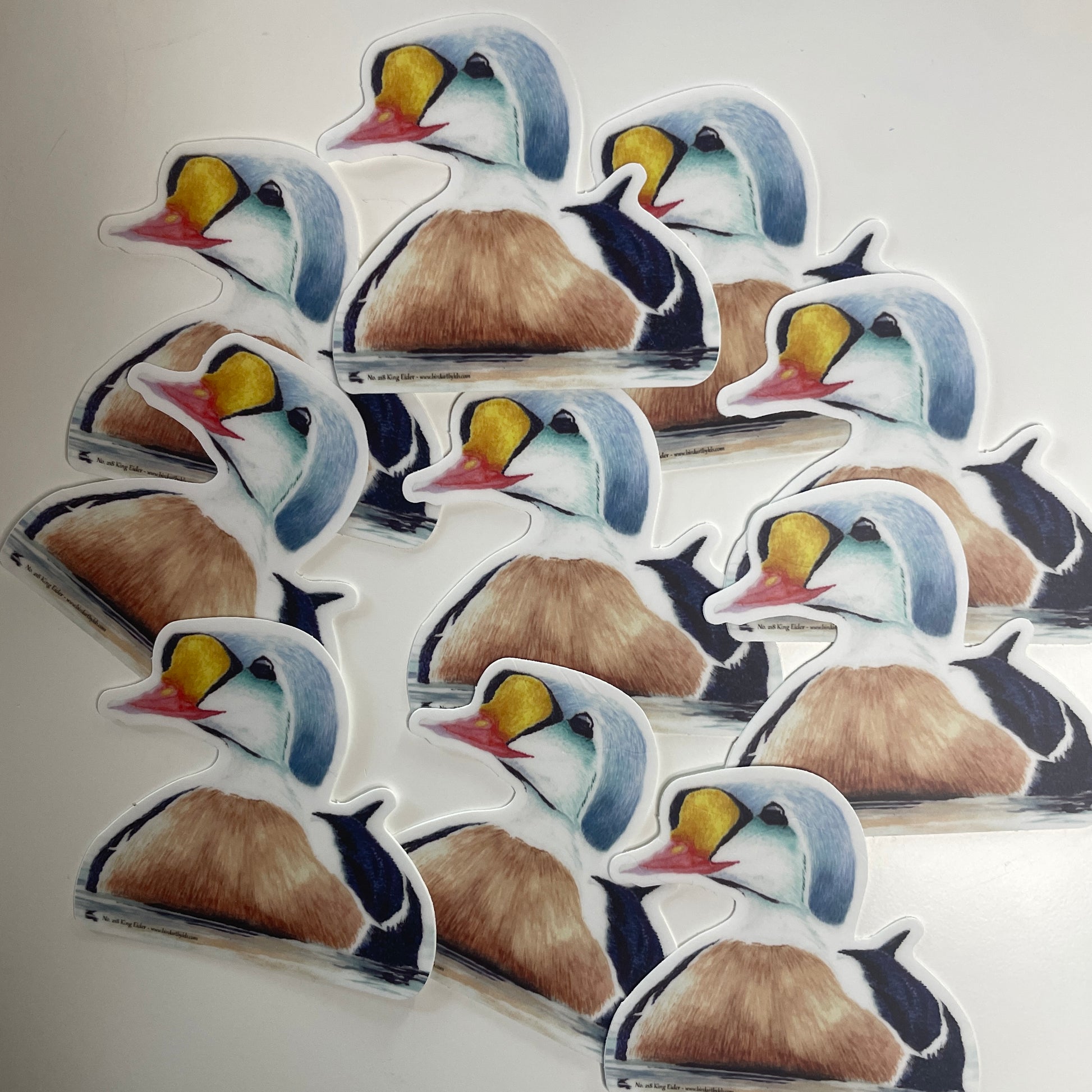 King Eider - Bird Art by KB - Sticker