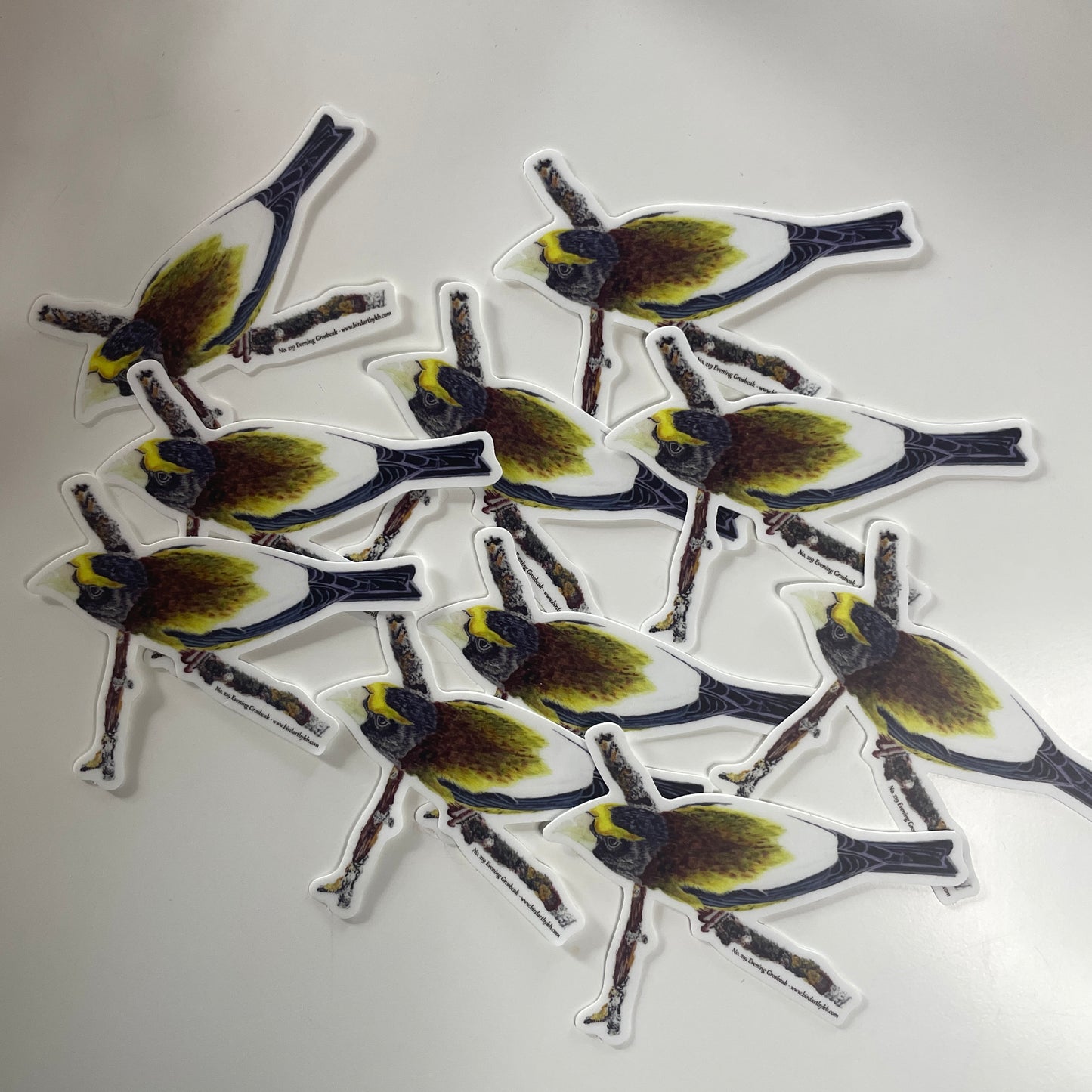 Evening Grosbeak - Bird Art by KB - Sticker
