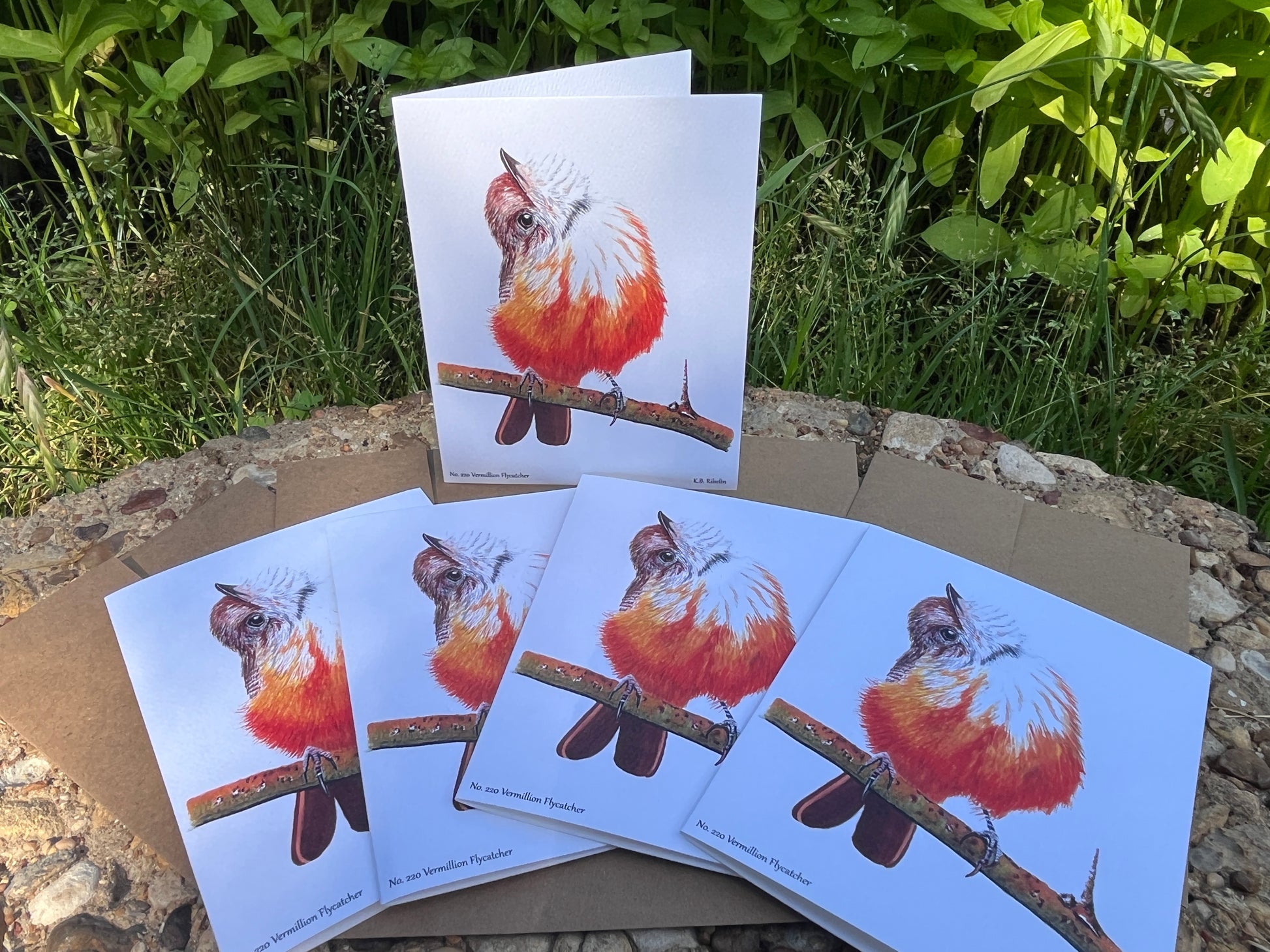 Vermillion Flycatcher - Bird Art by KB - Notecard Set