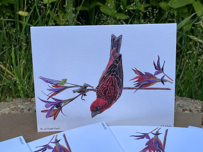 Purple Finch - Bird Art by KB - Notecard