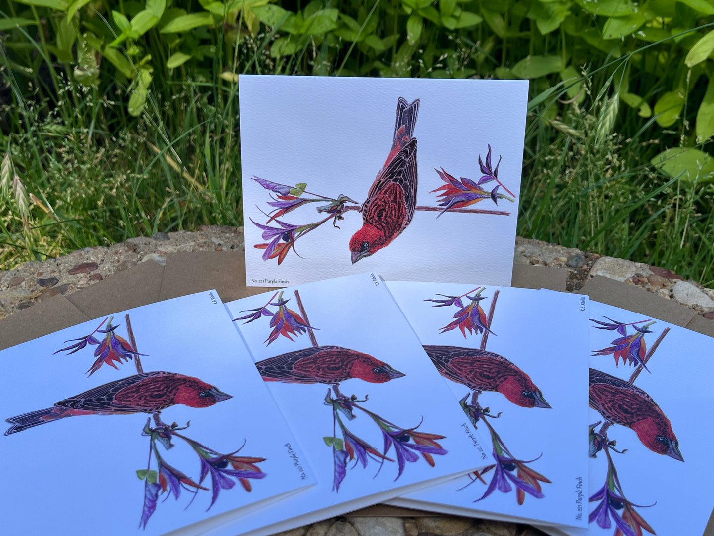 Purple Finch - Bird Art by KB - Notecard Set