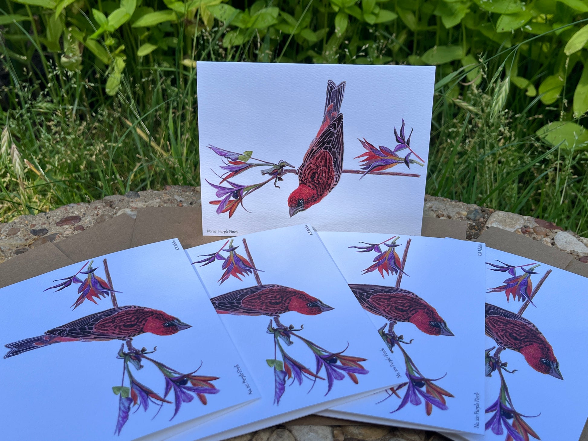 Purple Finch - Bird Art by KB - Notecard Set