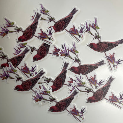 Purple Finch - Bird Art by KB - Sticker