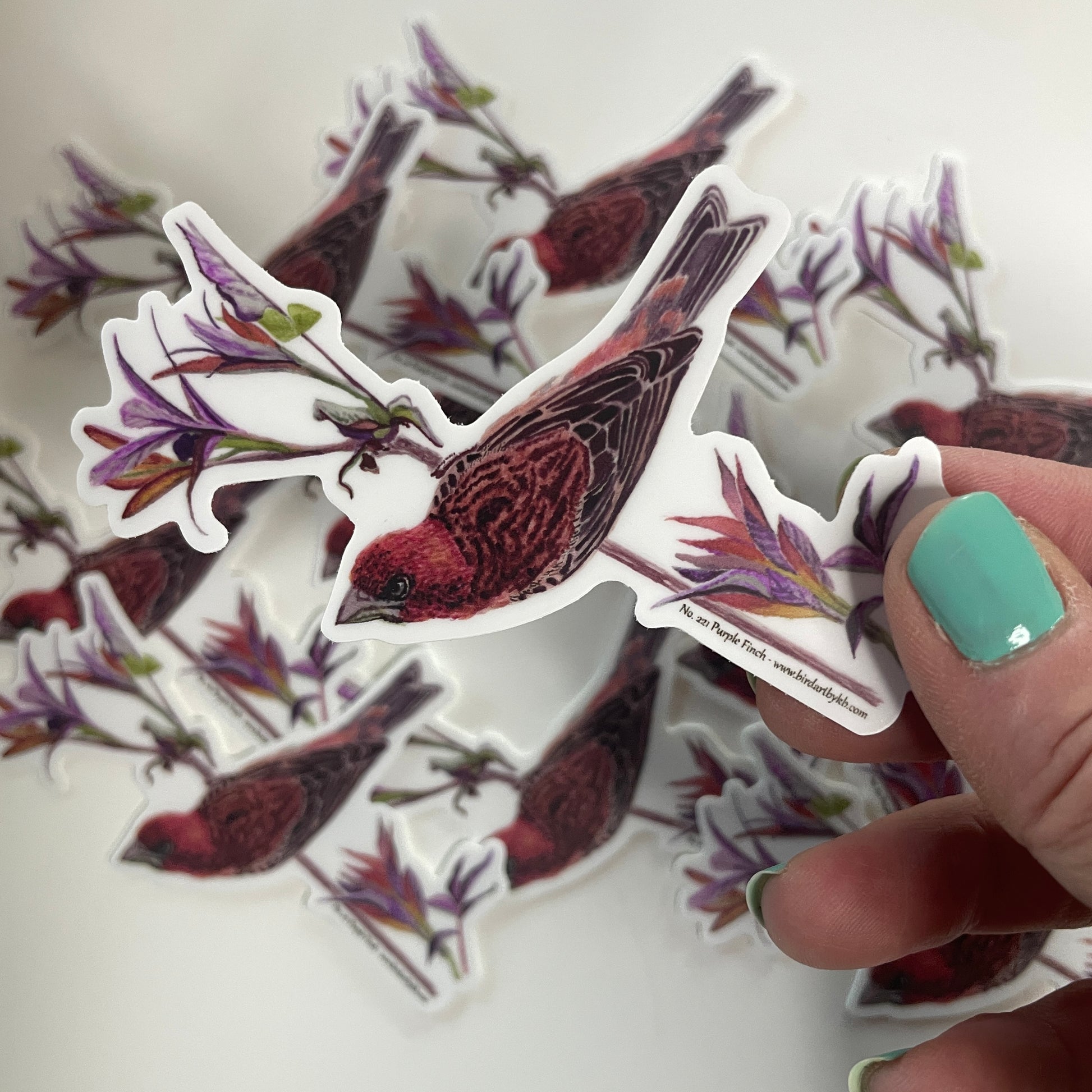 Purple Finch - Bird Art by KB - Sticker