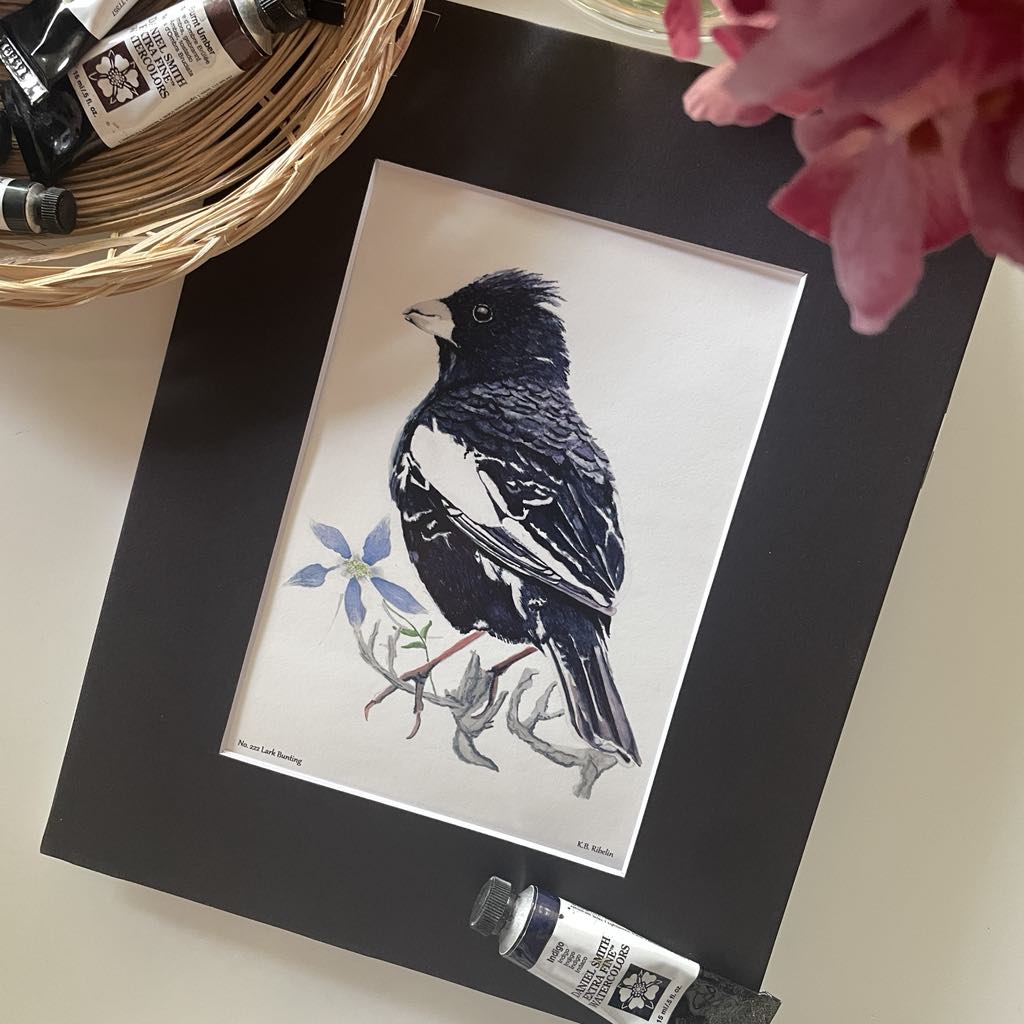 Lark Bunting - Bird Art by KB - Giclee Print with Black Mat