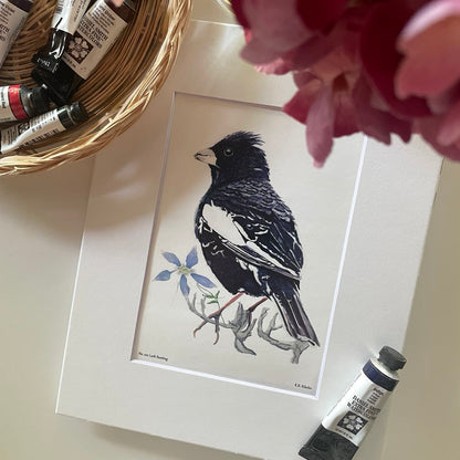 Lark Bunting - Bird Art by KB - Giclee Print with White Mat