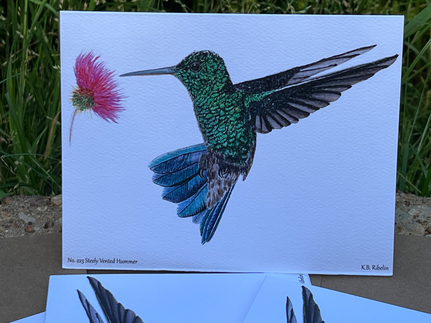 Steely Vented Hummer - Bird Art by KB - Notecard