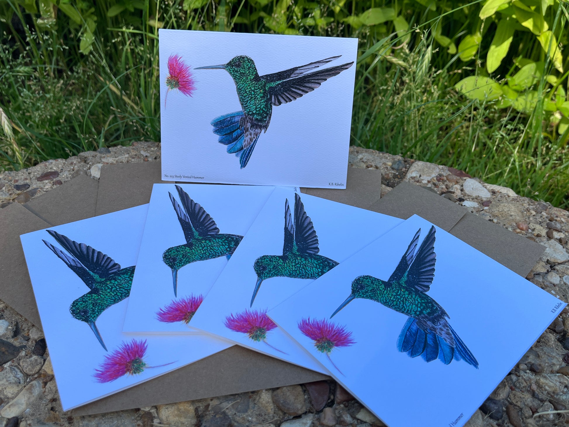 Steely Vented Hummer - Bird Art by KB - Notecard Set