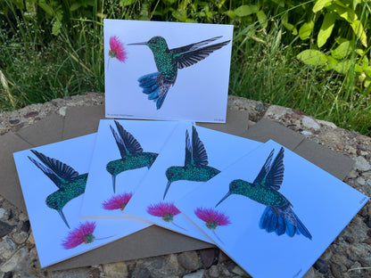 Steely Vented Hummer - Bird Art by KB - Notecard Set