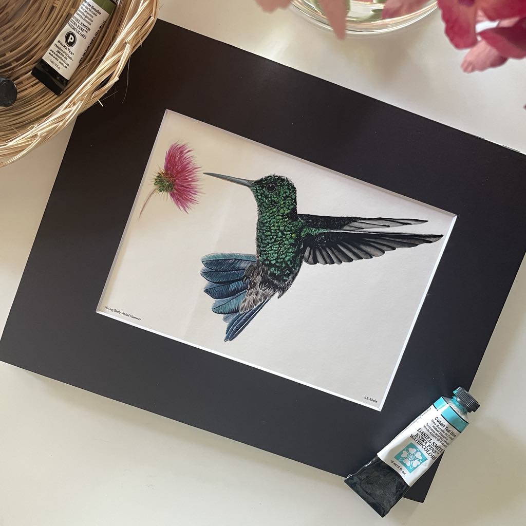 Steely Vented Hummer - Bird Art by KB - Giclee Print with Black Mat