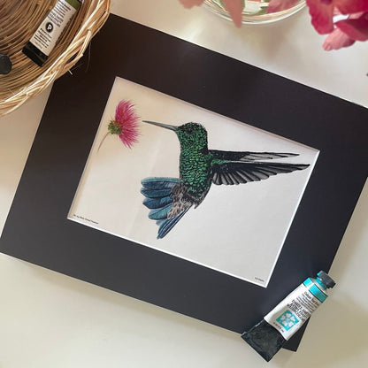 Steely Vented Hummer - Bird Art by KB - Giclee Print with Black Mat