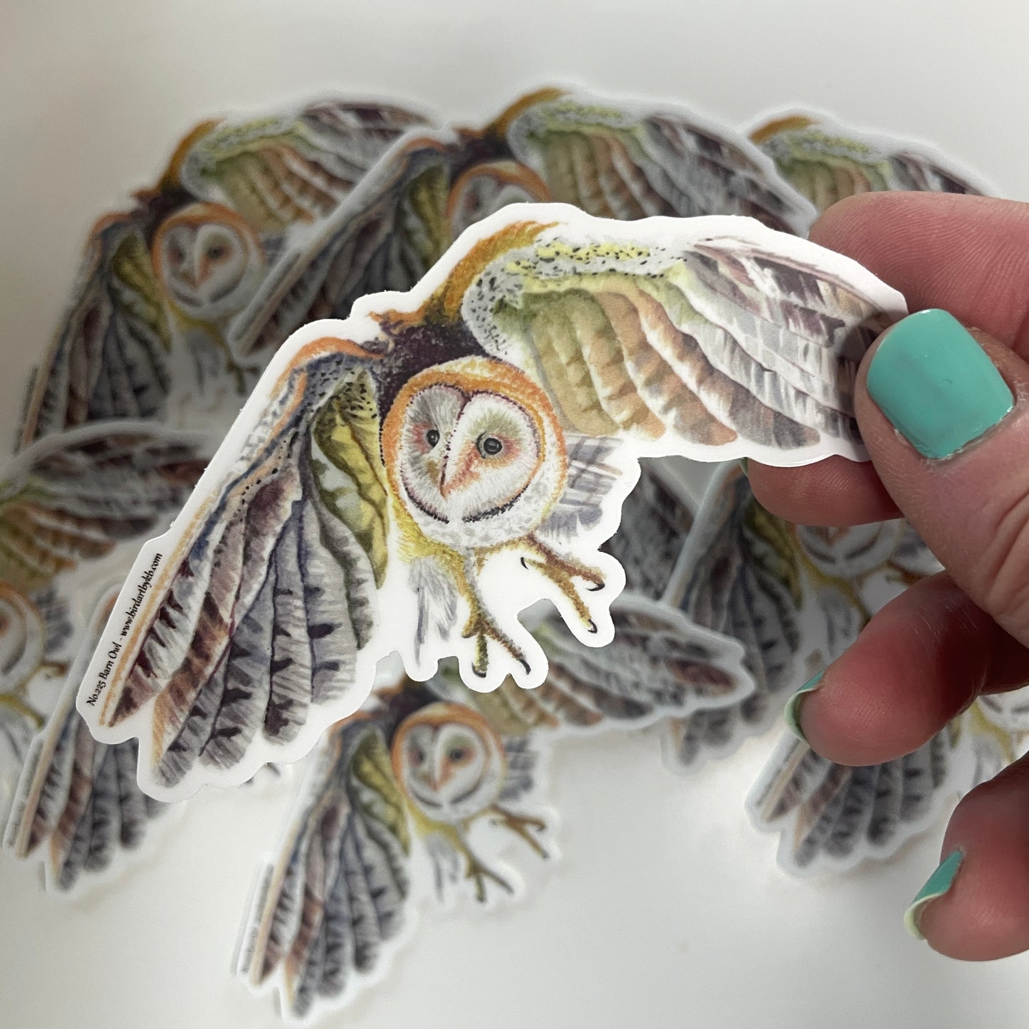 Barn Owl - Bird Art by KB - Sticker