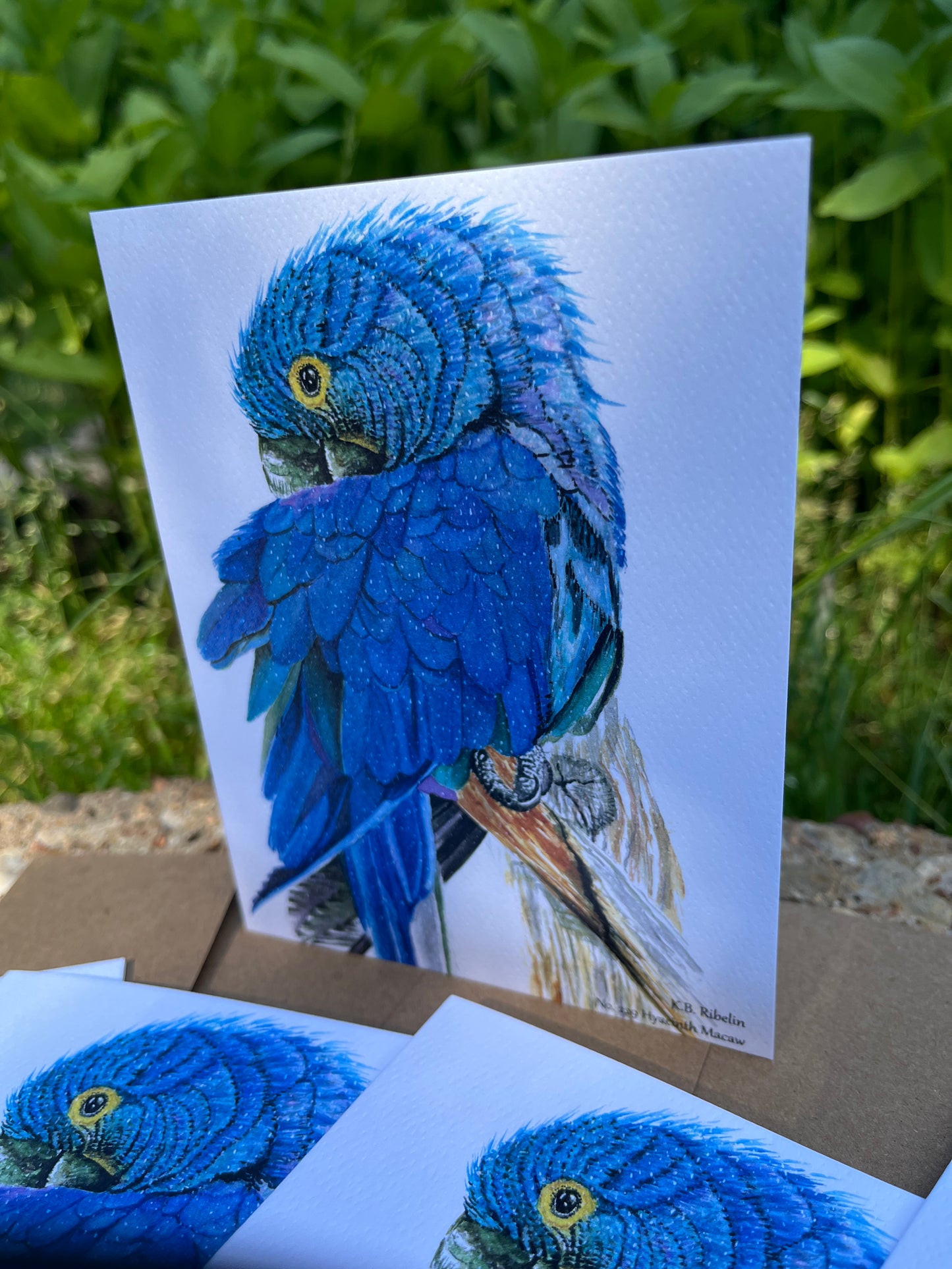Hyacinth Macaw - Bird Art by KB - Notecard