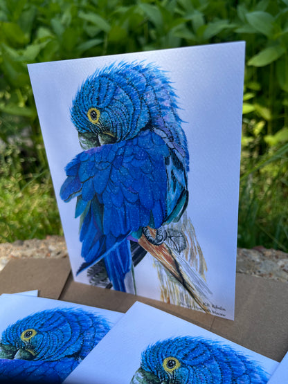 Hyacinth Macaw - Bird Art by KB - Notecard