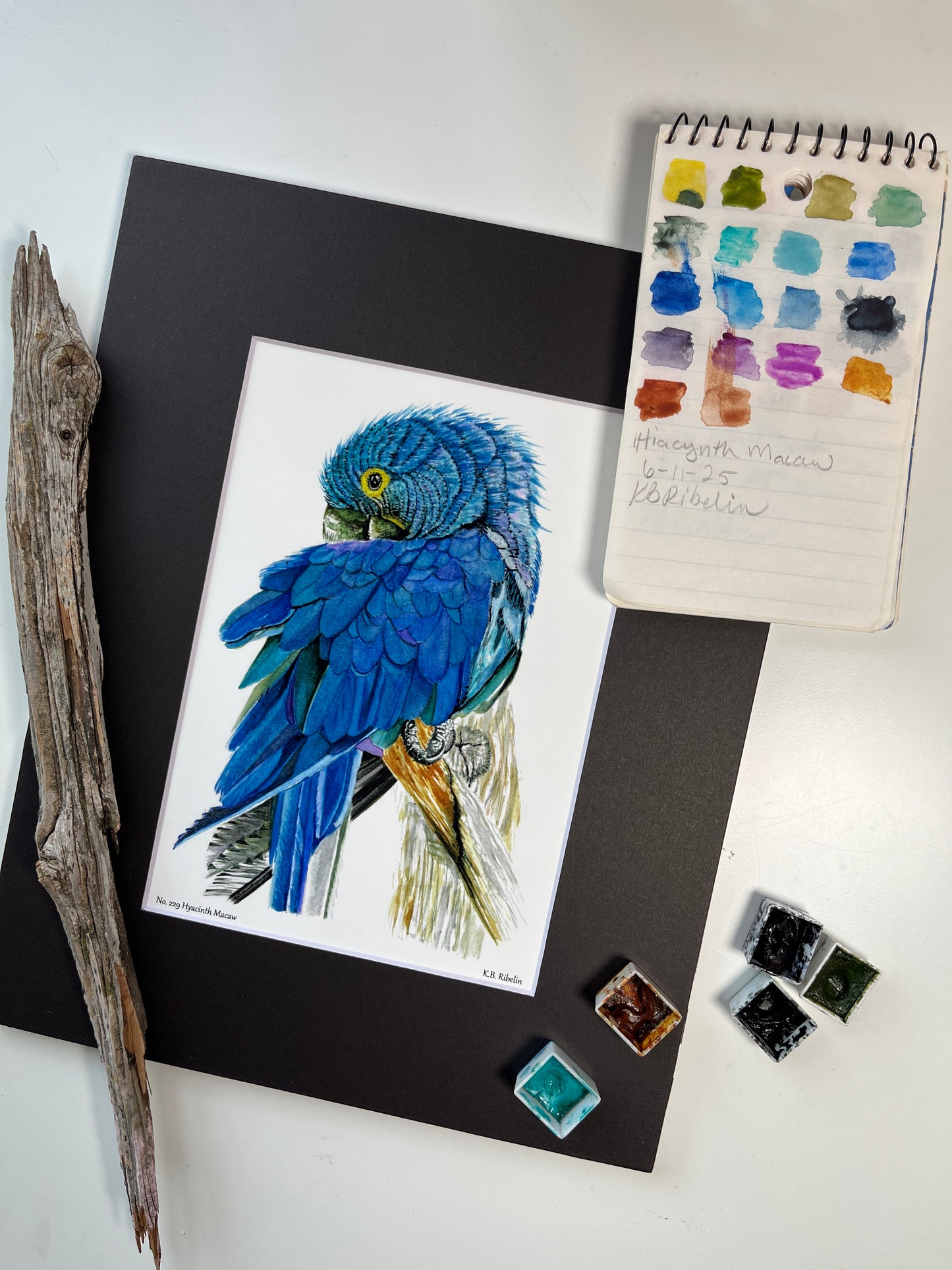Hyacinth Macaw - Bird Art by KB - Giclee Print with Black Mat