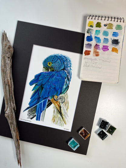 Hyacinth Macaw - Bird Art by KB - Giclee Print with Black Mat